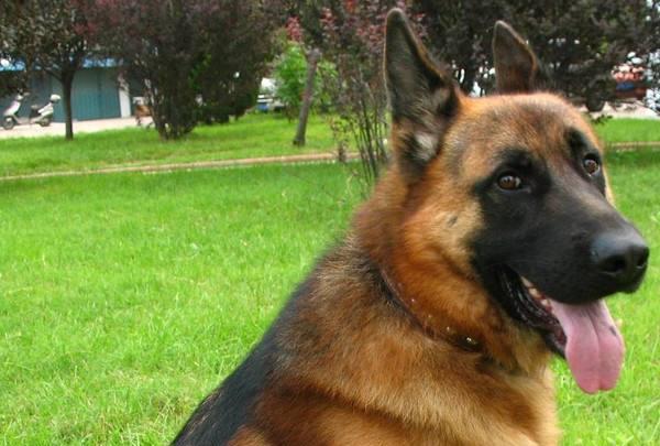 训练德牧时应注意什么?