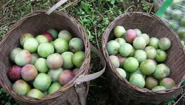 没人要,城里卖10块钱1斤,好多人吃不起|李子|农村|水果_新浪新闻