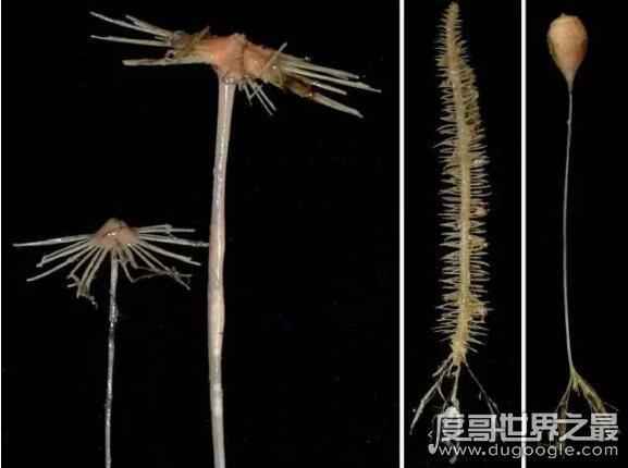 探索海底一万米有多恐怖, 拥有数不尽的怪异生