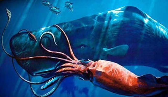 深海大王乌贼唯一的天敌, 专产稀世珍宝, 高达300多万美元!