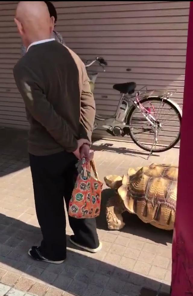 美学必修课:中国人喜欢"遛狗"日本一位老人遛"巨型龟"成网红