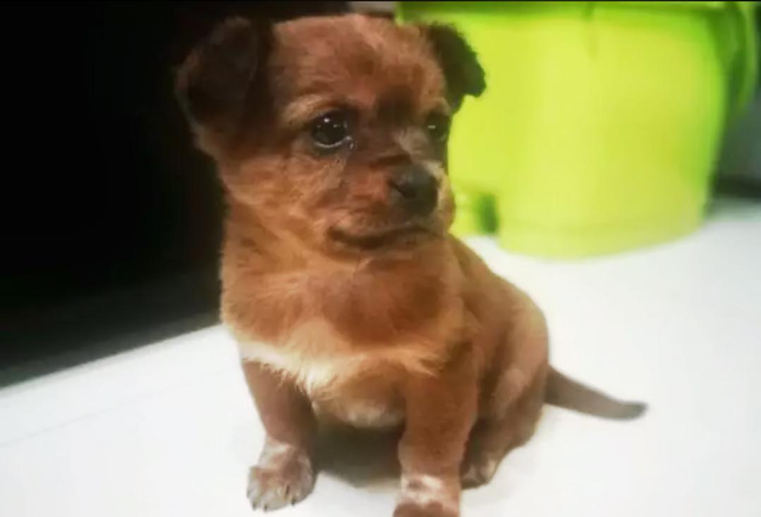 邻居买只金毛,便将养两年的田园犬抛弃,狗狗迷茫的眼神让人心疼