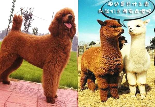 从外形看,巨贵就是放大了的贵宾,也有一点像萌萌的羊驼.