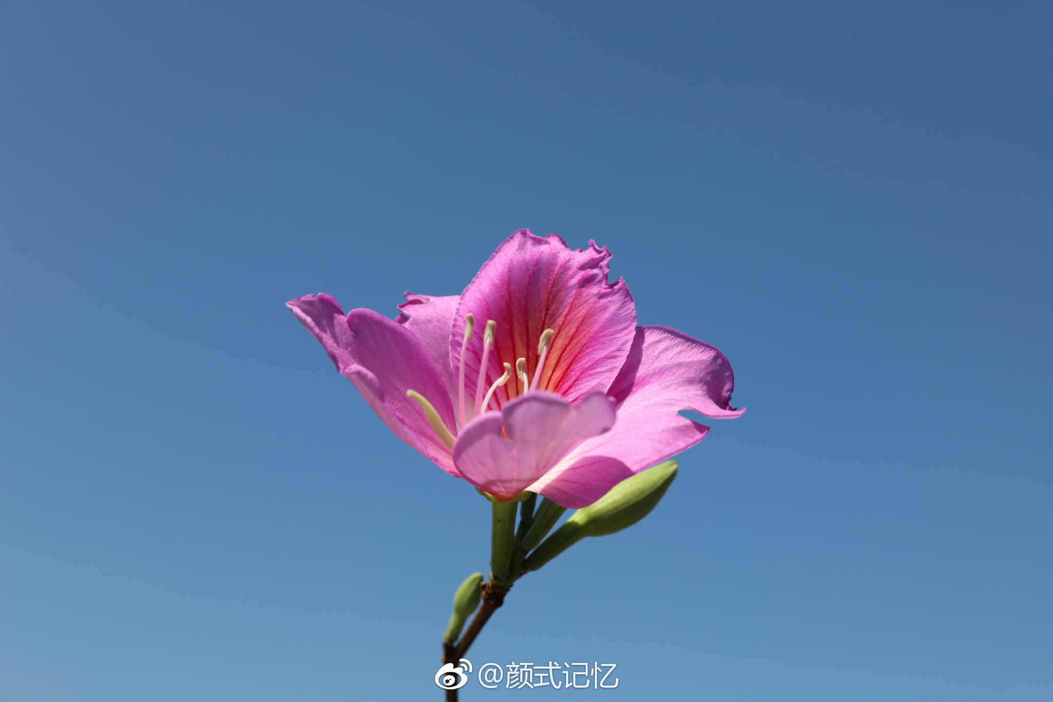 高雅,宫粉洋紫荆花.(踏青乡间拍摄)