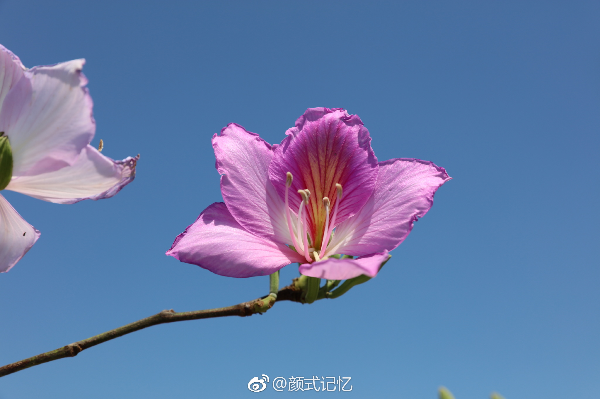 高雅,宫粉洋紫荆花.(踏青乡间拍摄)