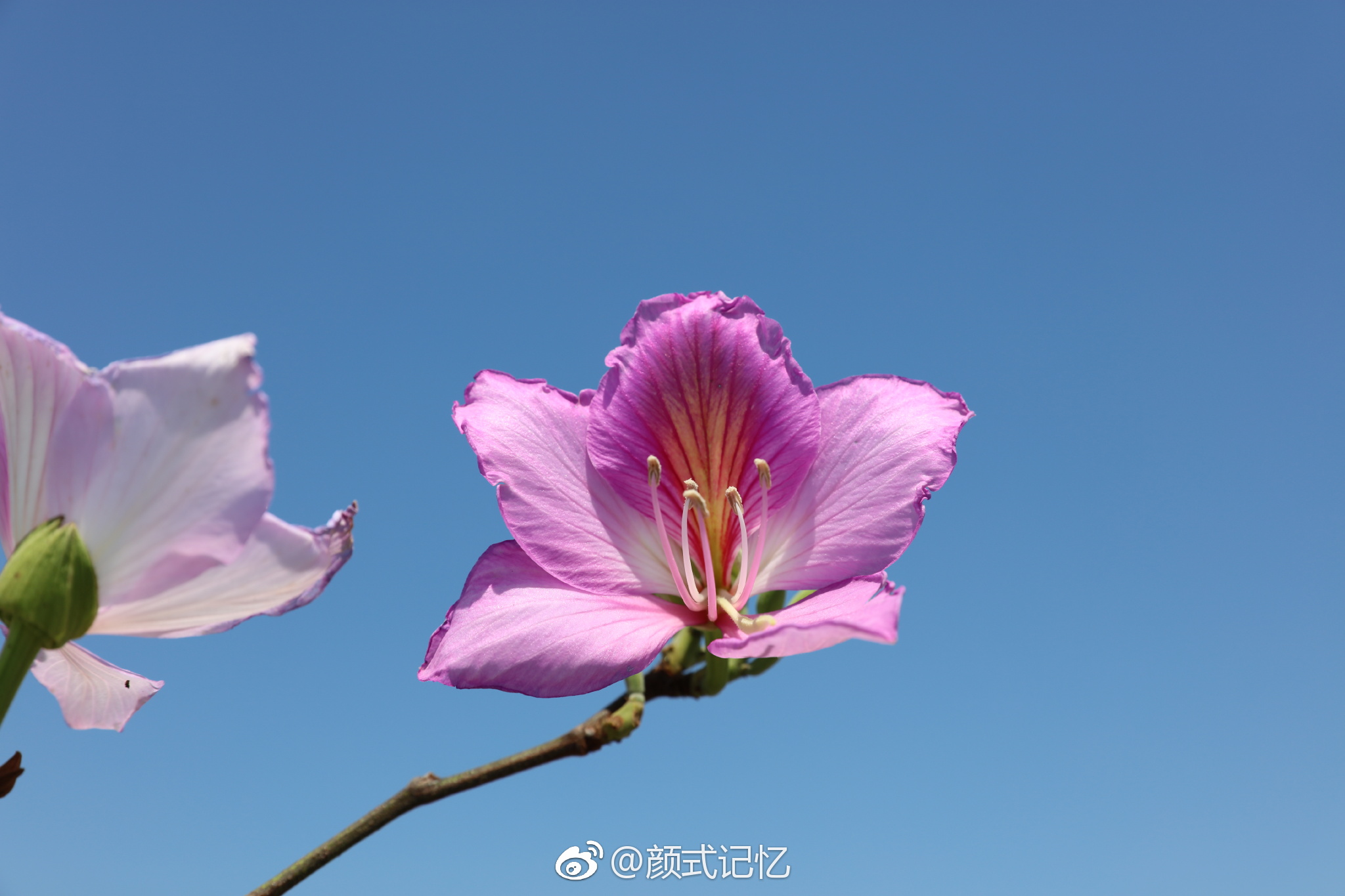 高雅,宫粉洋紫荆花.(踏青乡间拍摄)