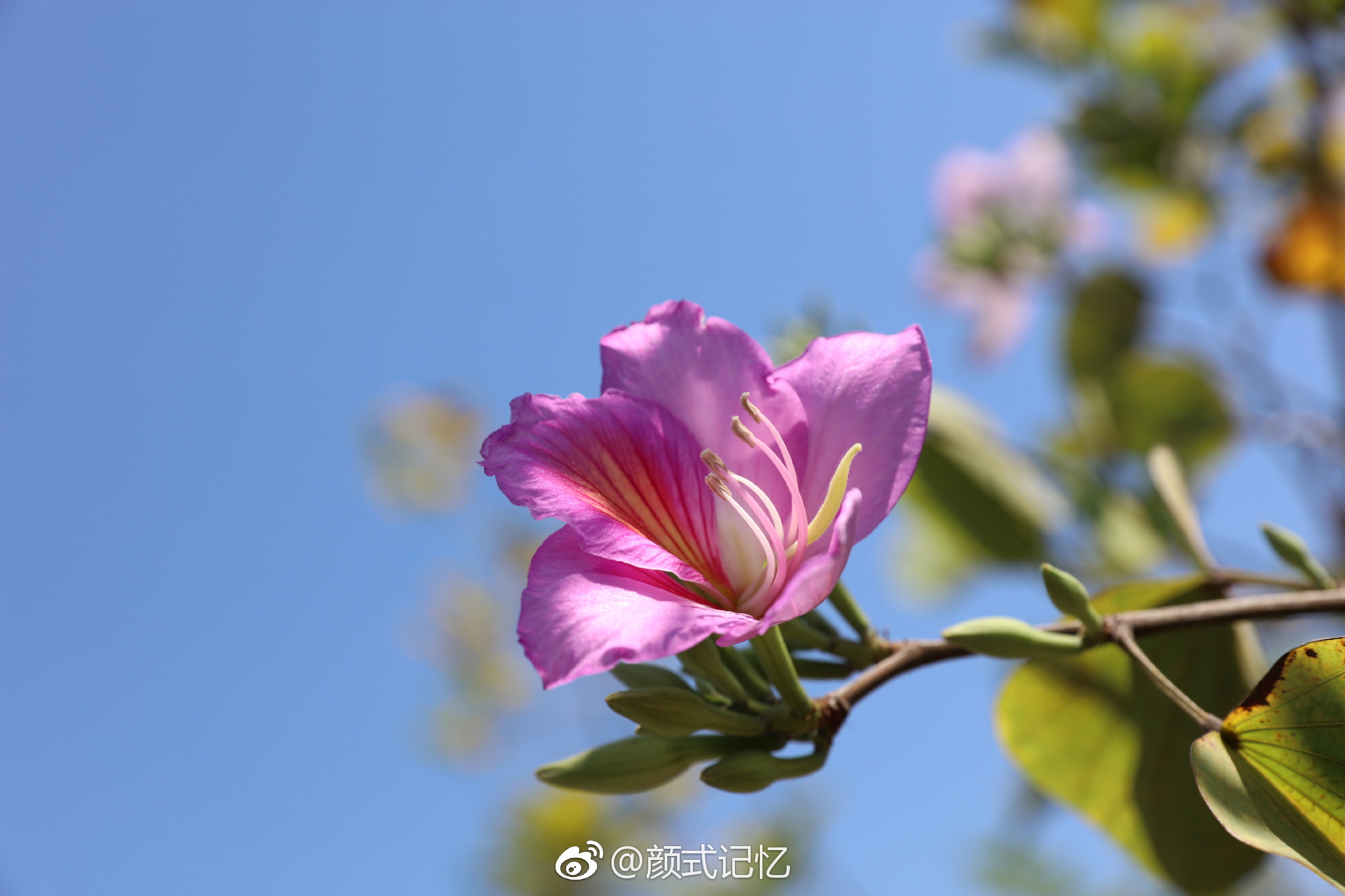 高雅,宫粉洋紫荆花.(踏青乡间拍摄)