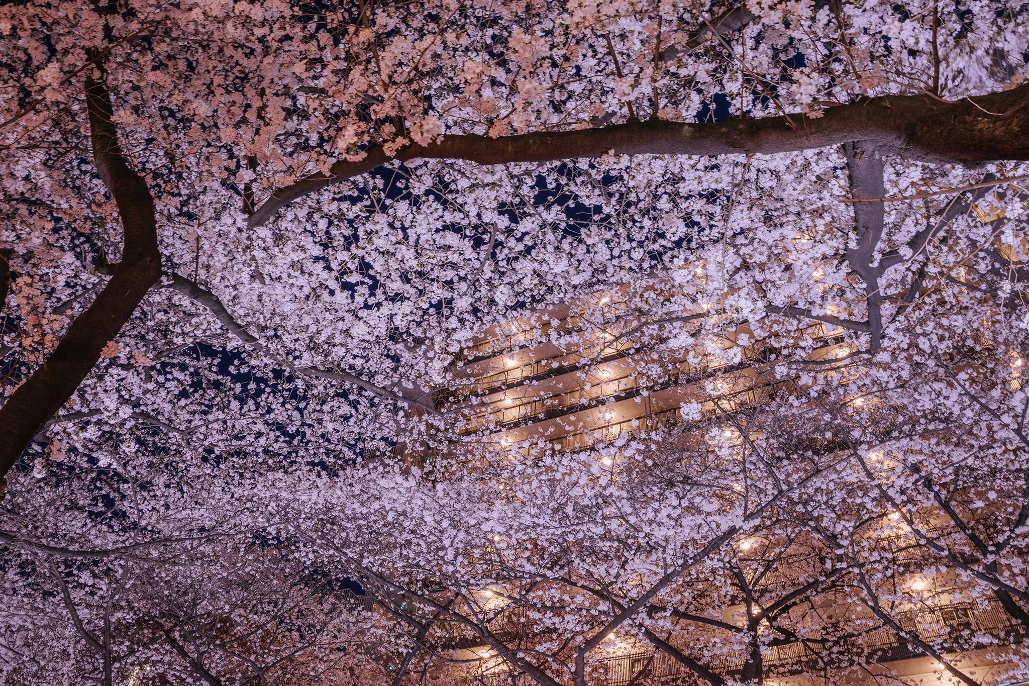 目黑的桜 |overwater