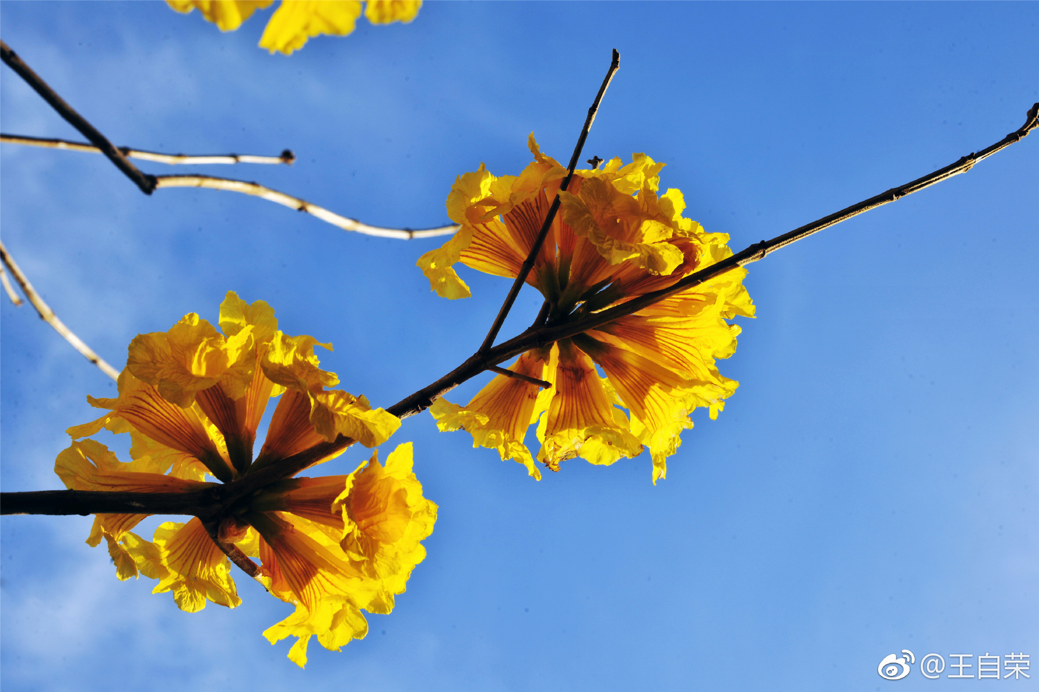 正是黄花烂漫时黄钟木