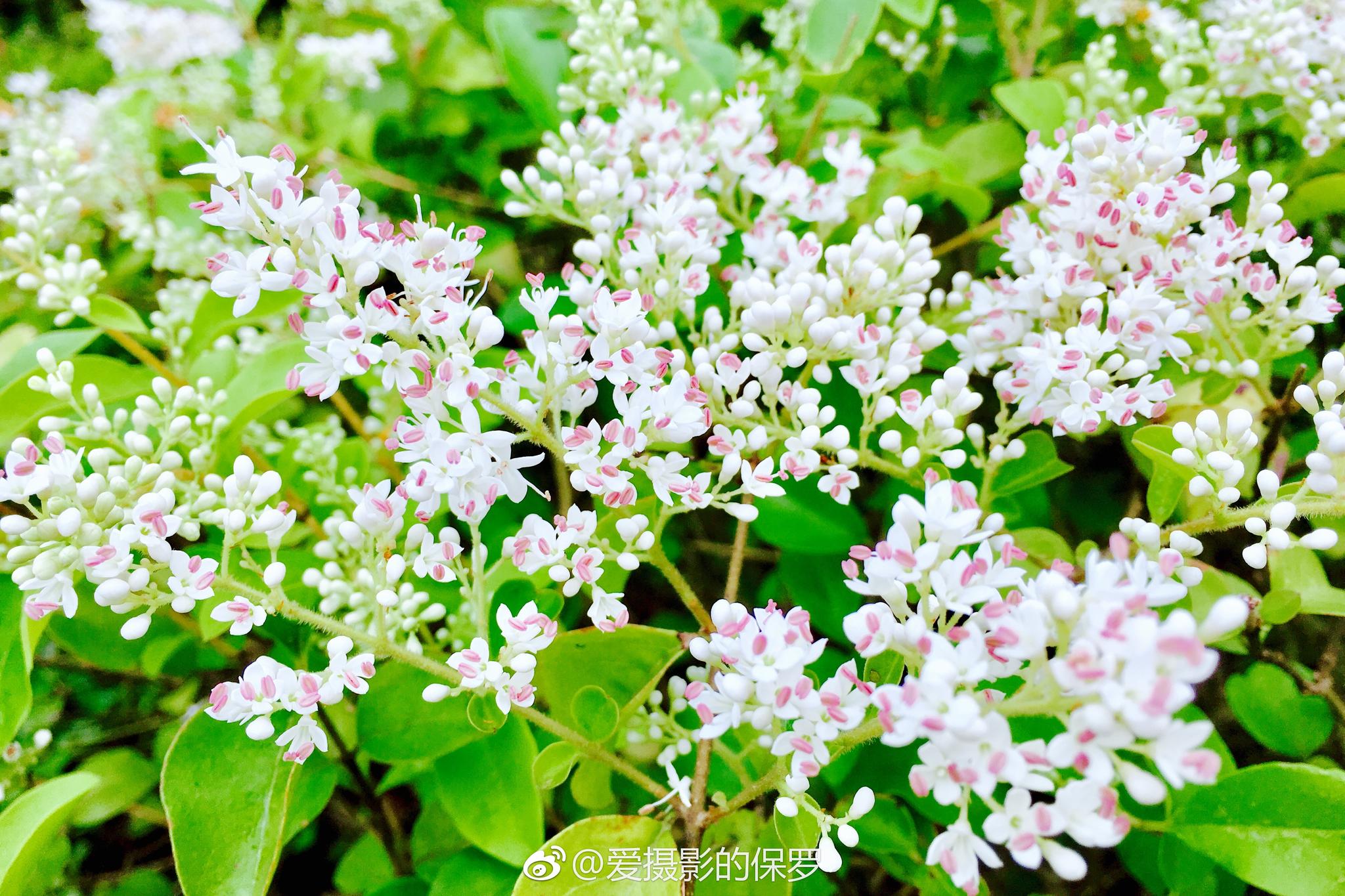 小叶女贞是木犀科女贞属的小灌木叶薄革质花白色