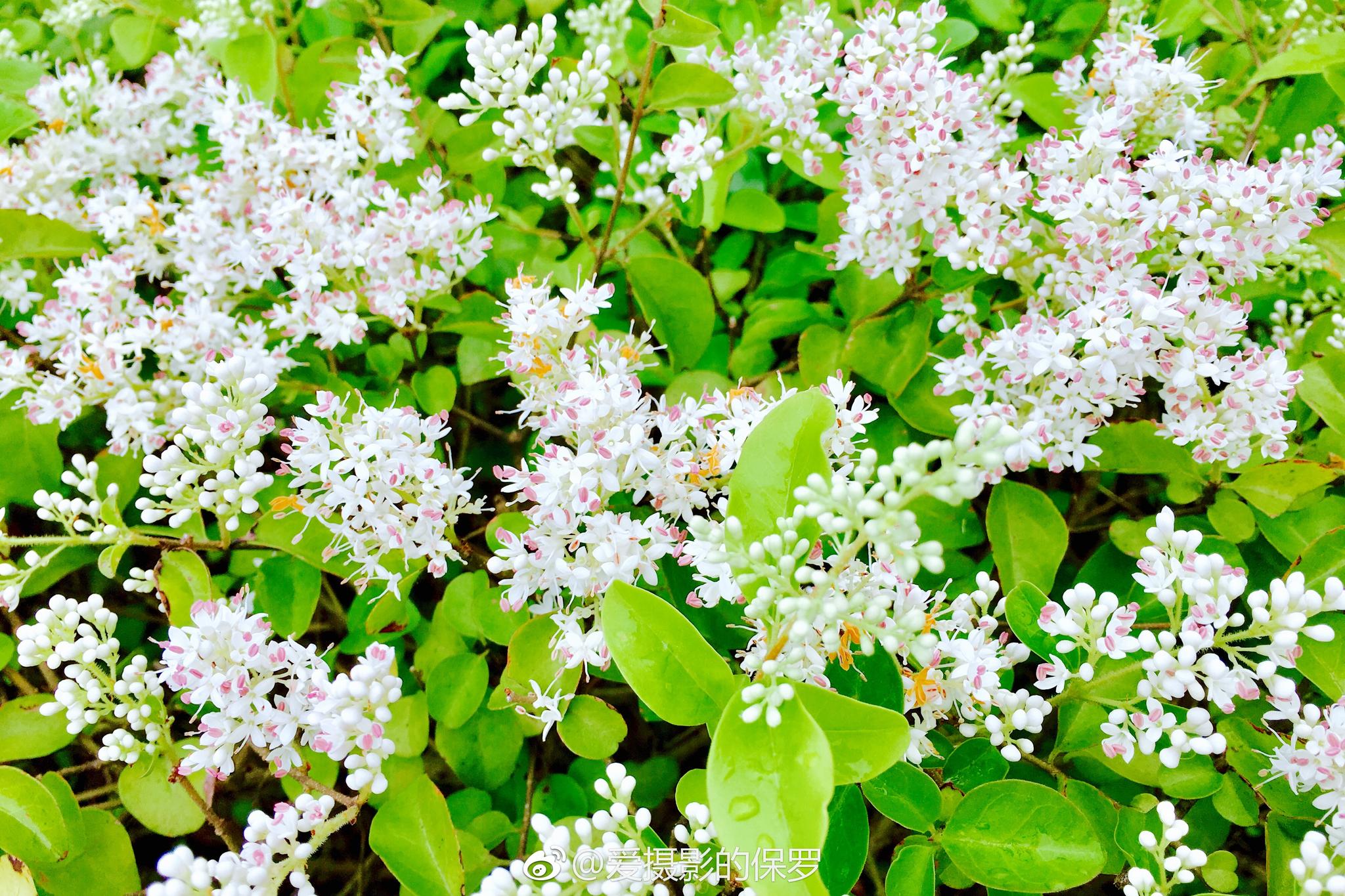 小叶女贞是木犀科女贞属的小灌木叶薄革质花白色