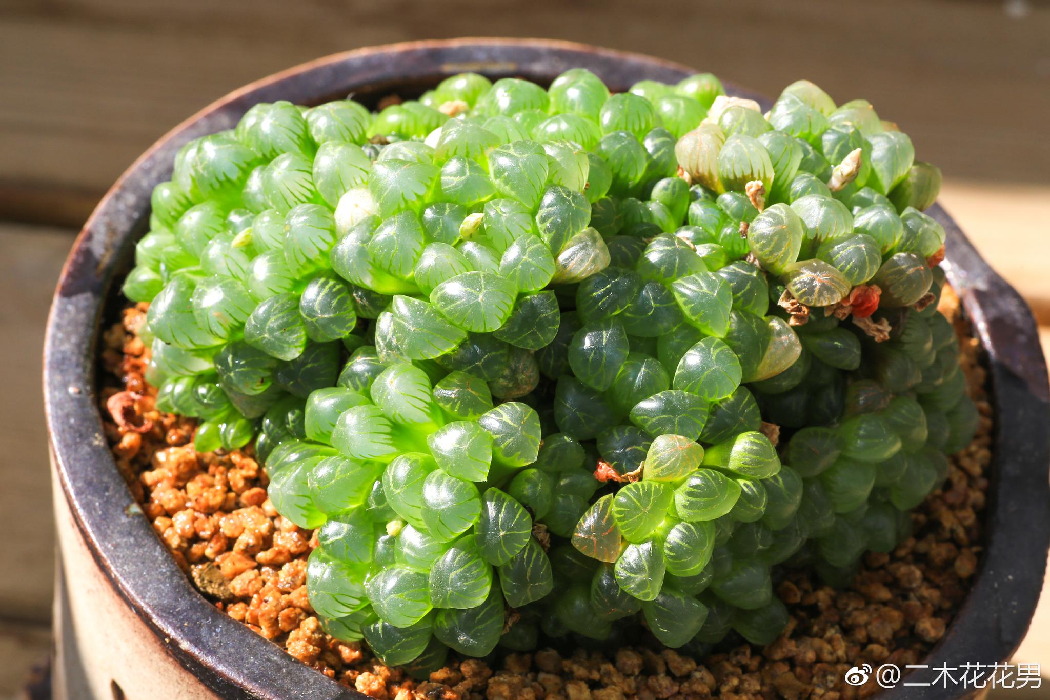 刚才直播的玉露喷了点水放在阳光下拍完照立即拿回散光处