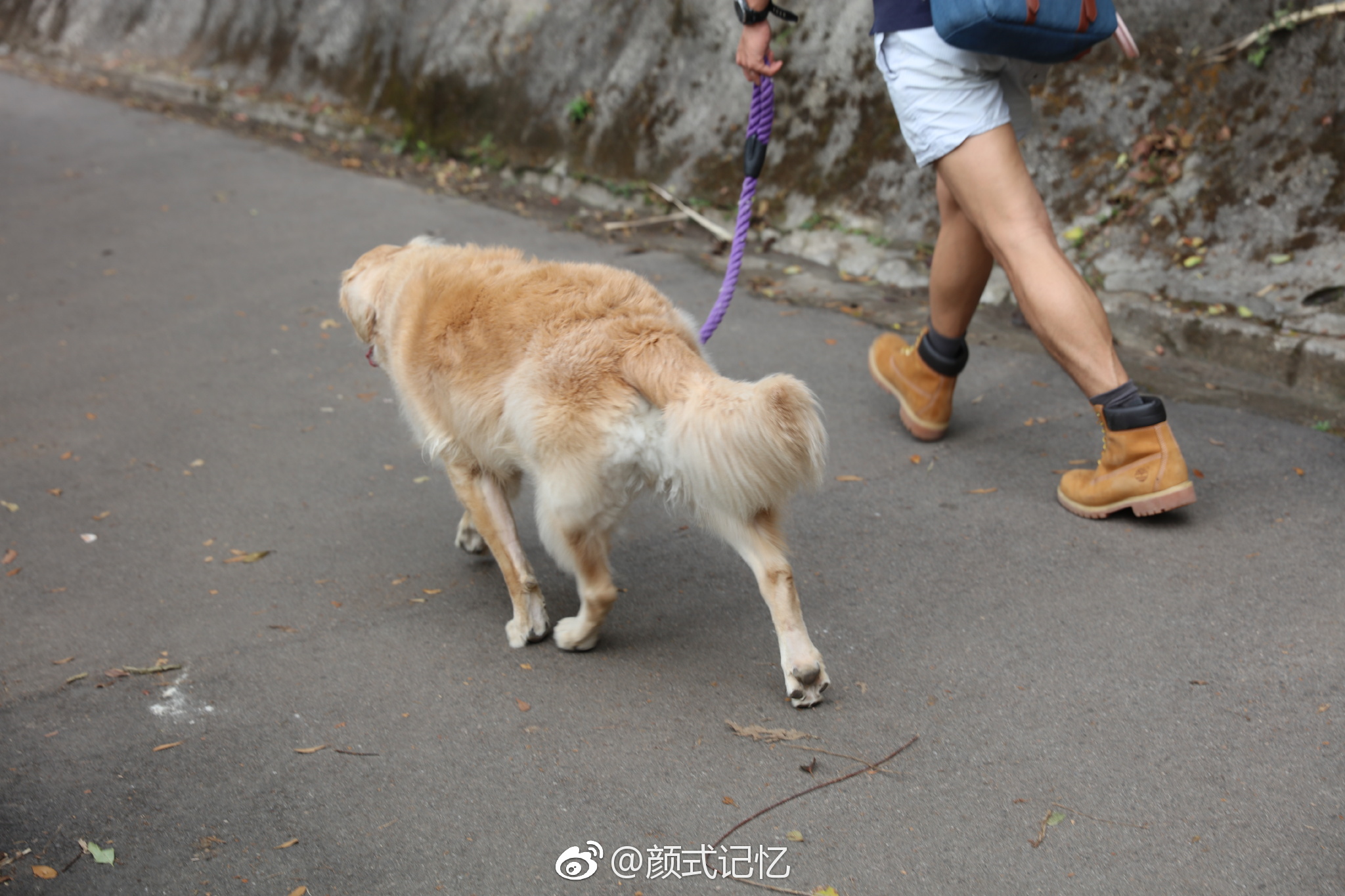 放狗一一在香港,海傍,山径,公园,休闲地,带宠物一起很常见
