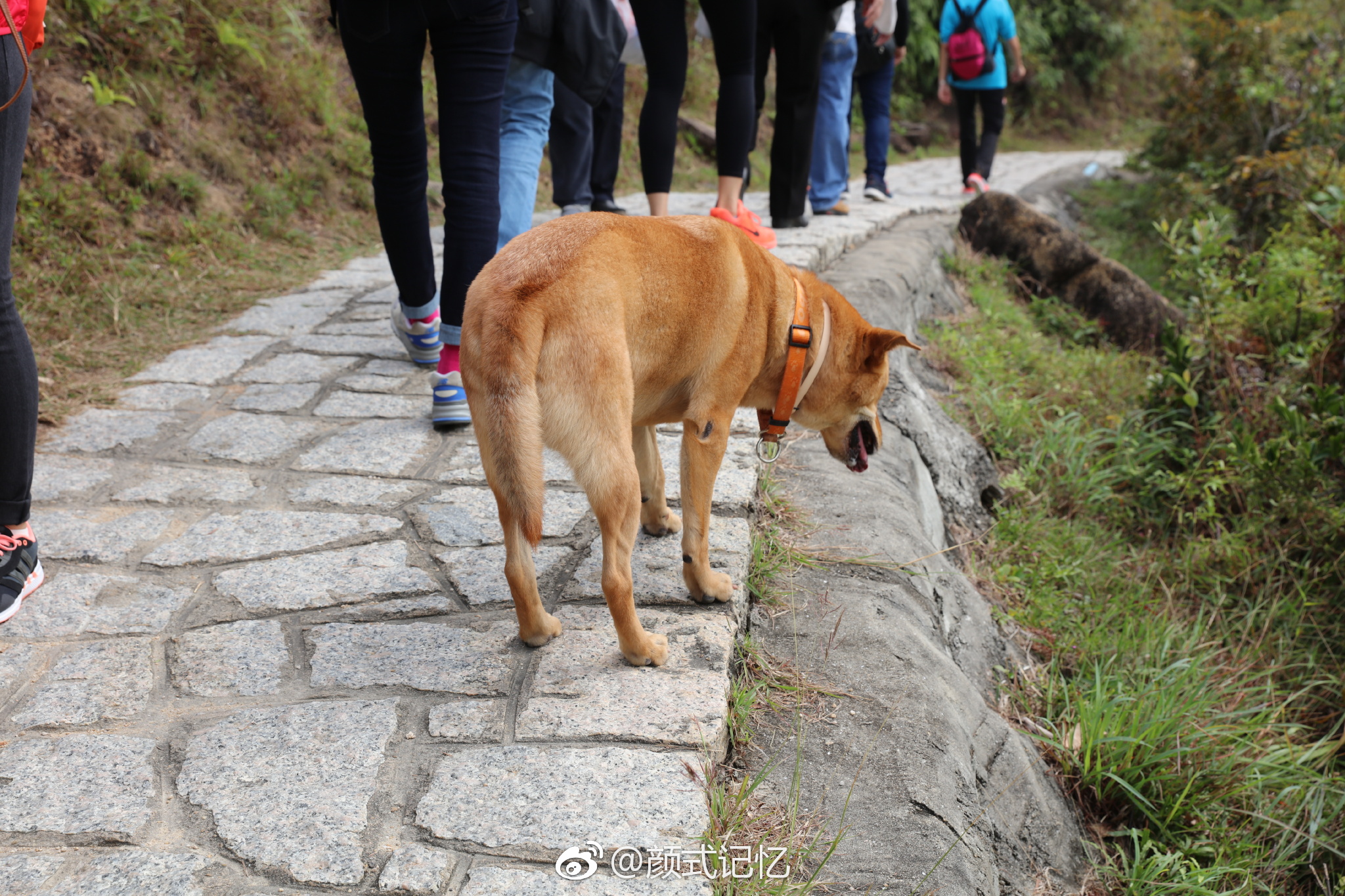 放狗一一在香港,海傍,山径,公园,休闲地,带宠物一起很常见