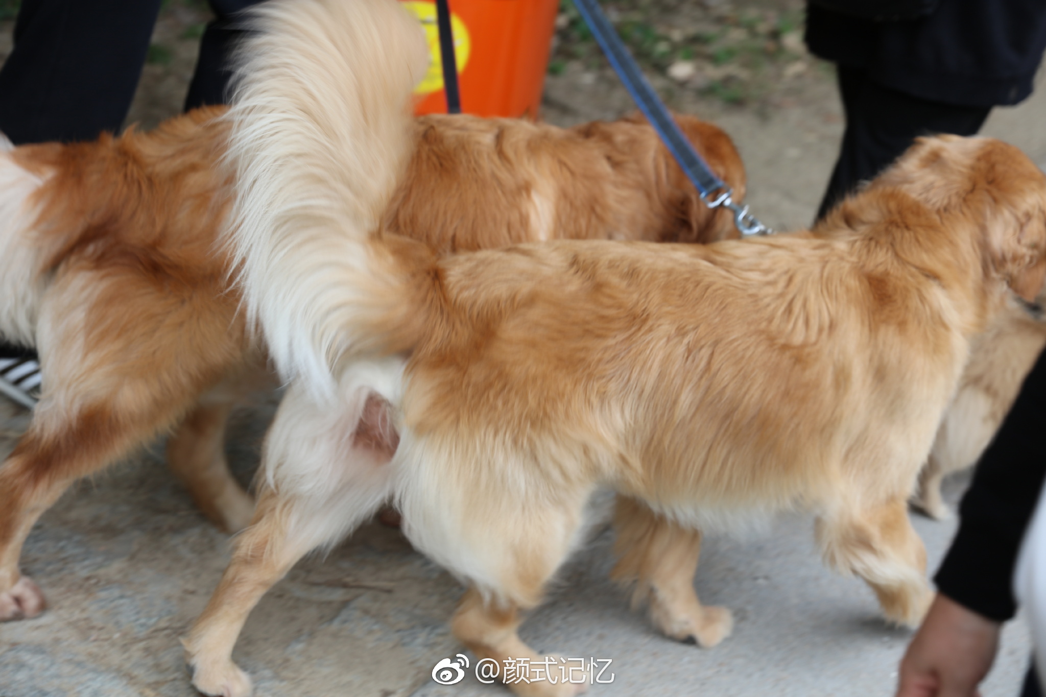 放狗一一在香港,海傍,山径,公园,休闲地,带宠物一起很常见