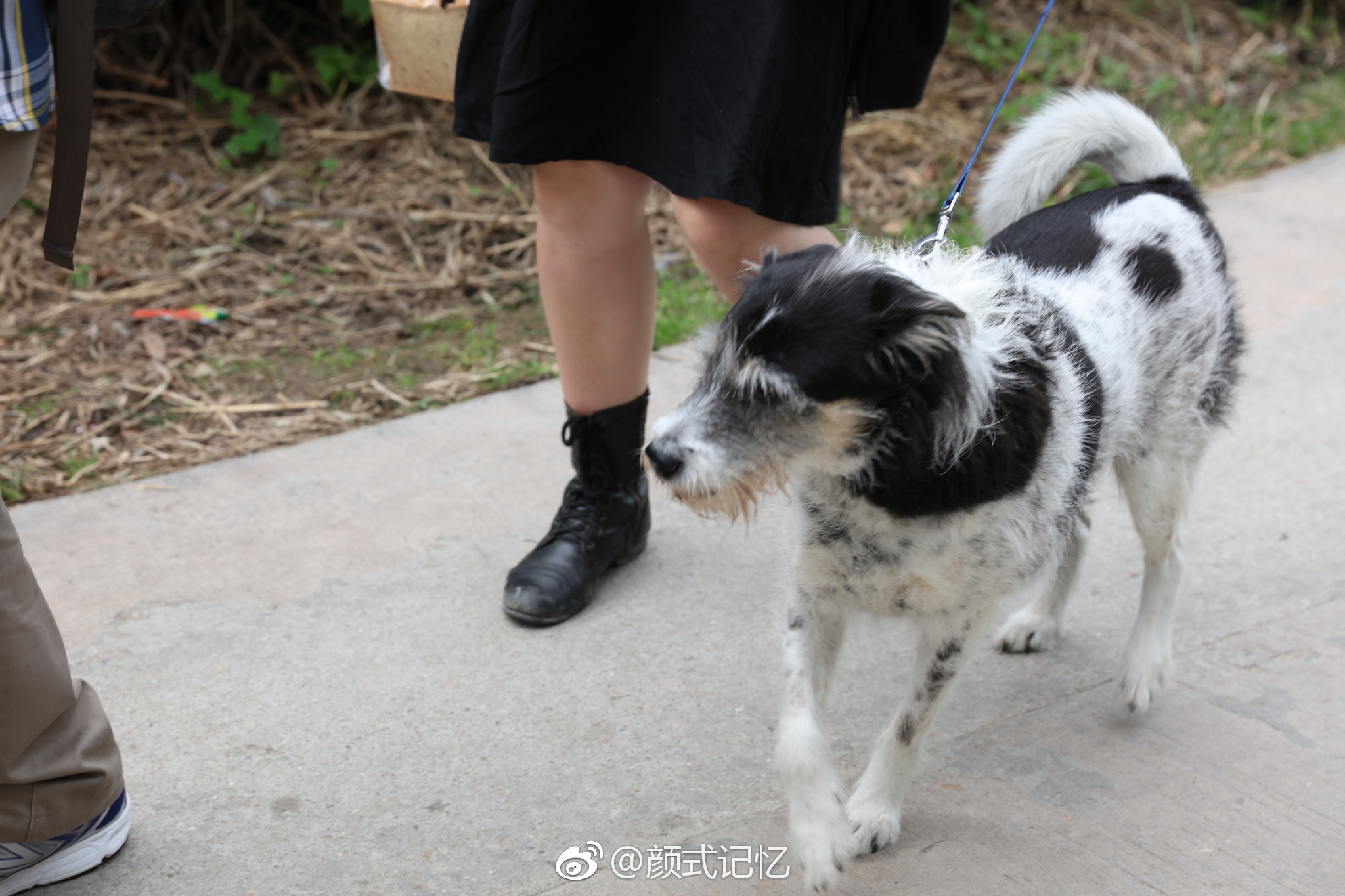 放狗一一在香港,海傍,山径,公园,休闲地,带宠物一起很常见