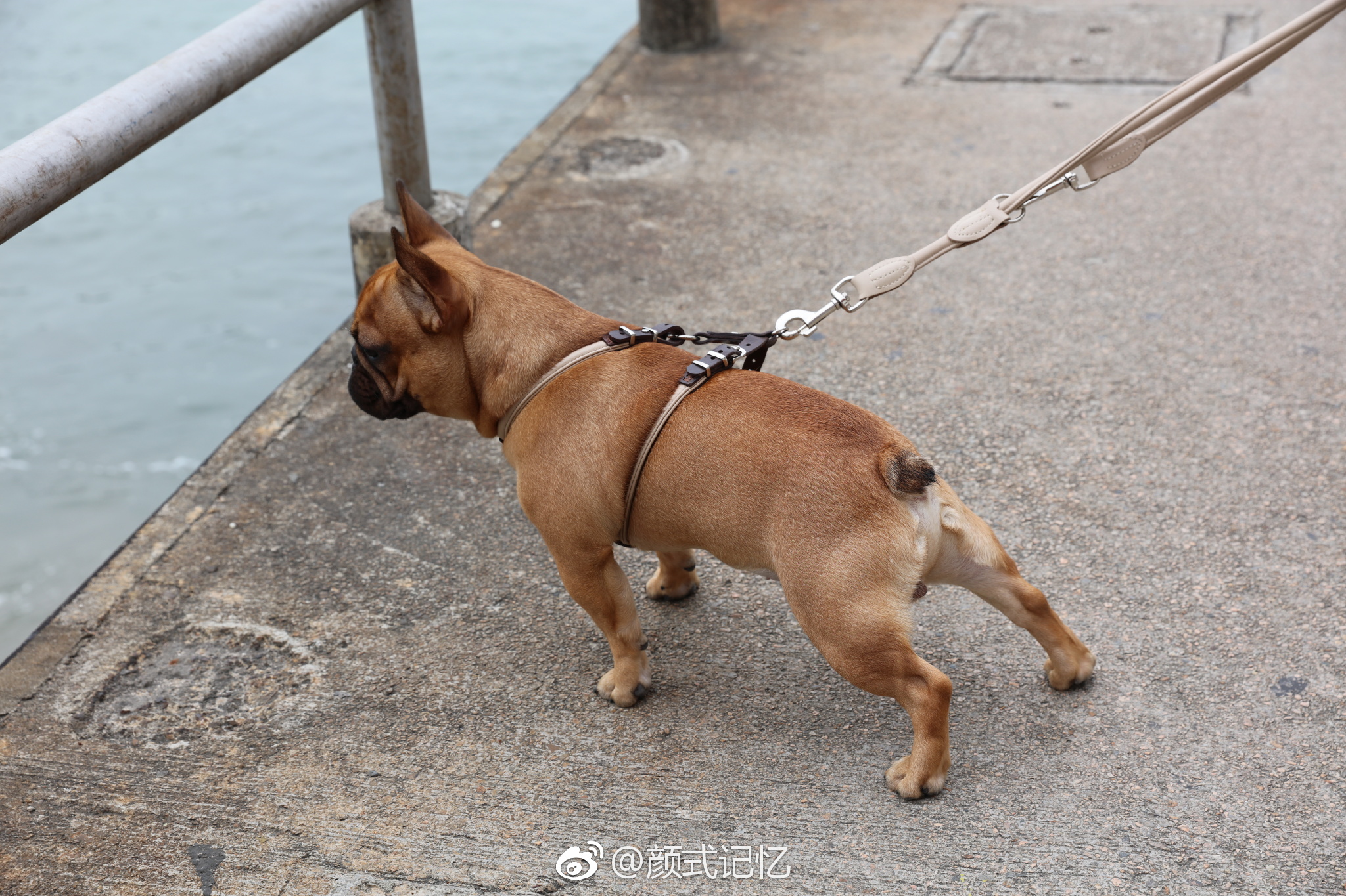 放狗一一在香港,海傍,山径,公园,休闲地,带宠物一起很常见