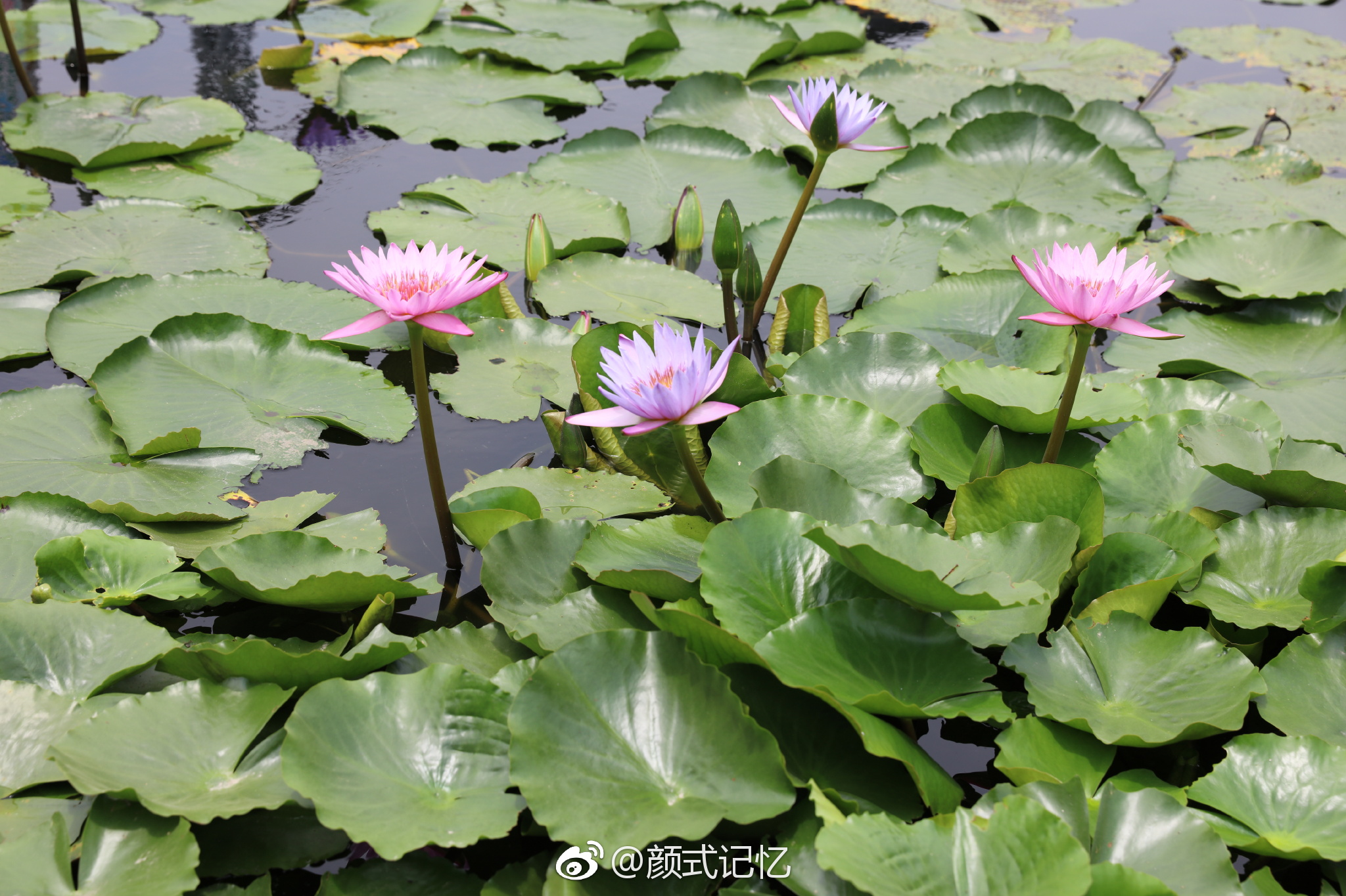 清宵带露凝成梦 朵朵阳光茎上妍 啊 莲 一一睡莲 清宵带露凝成梦 朵朵阳光茎上妍 啊 莲 一一睡莲