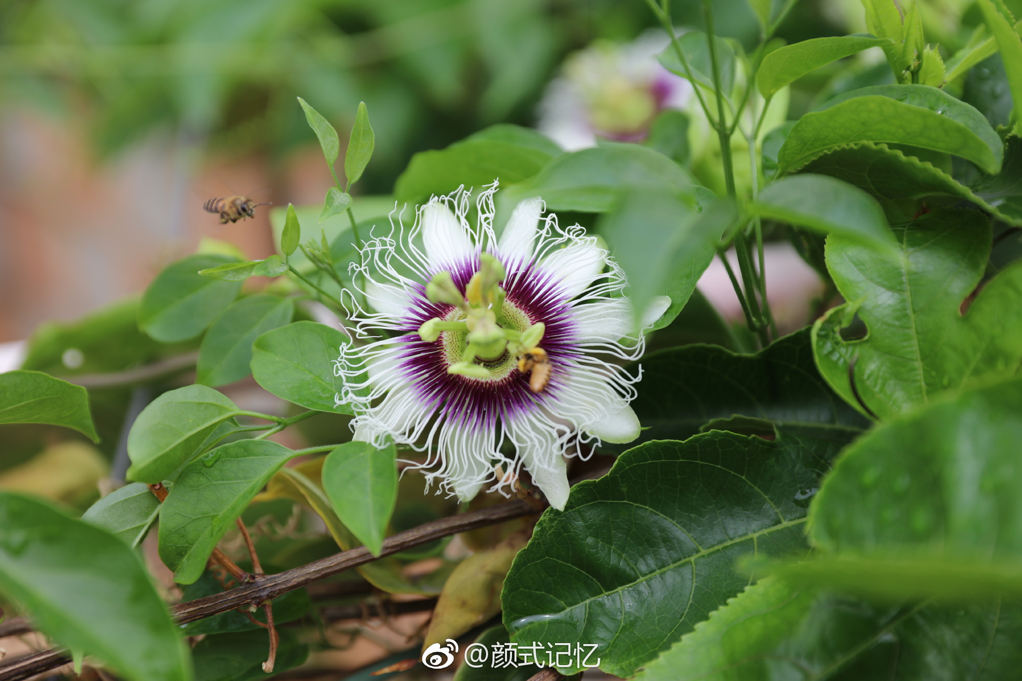 [百香果花开(西番莲花)]摄于自家天台