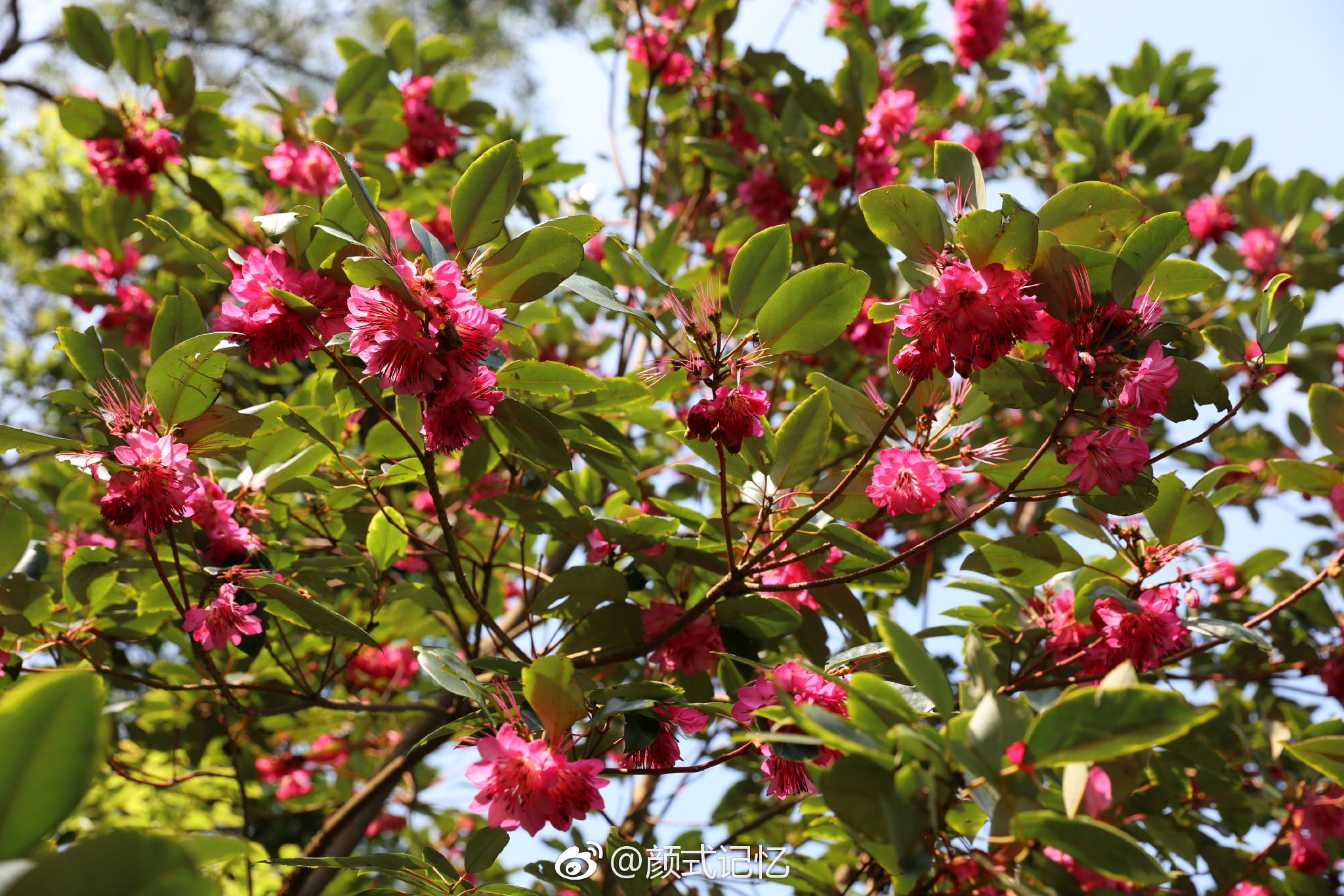 深山丽质金钟高悬一一红花荷