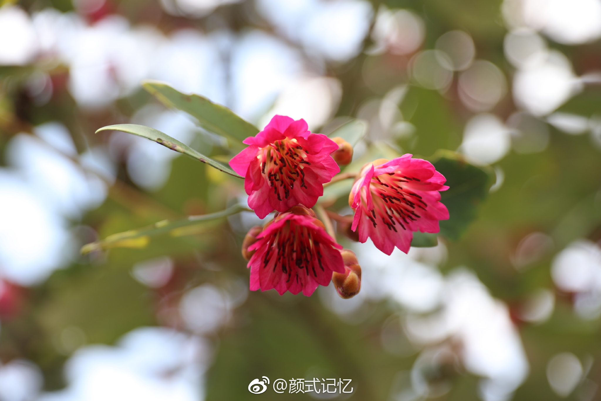 深山丽质   金钟高悬一一红花荷