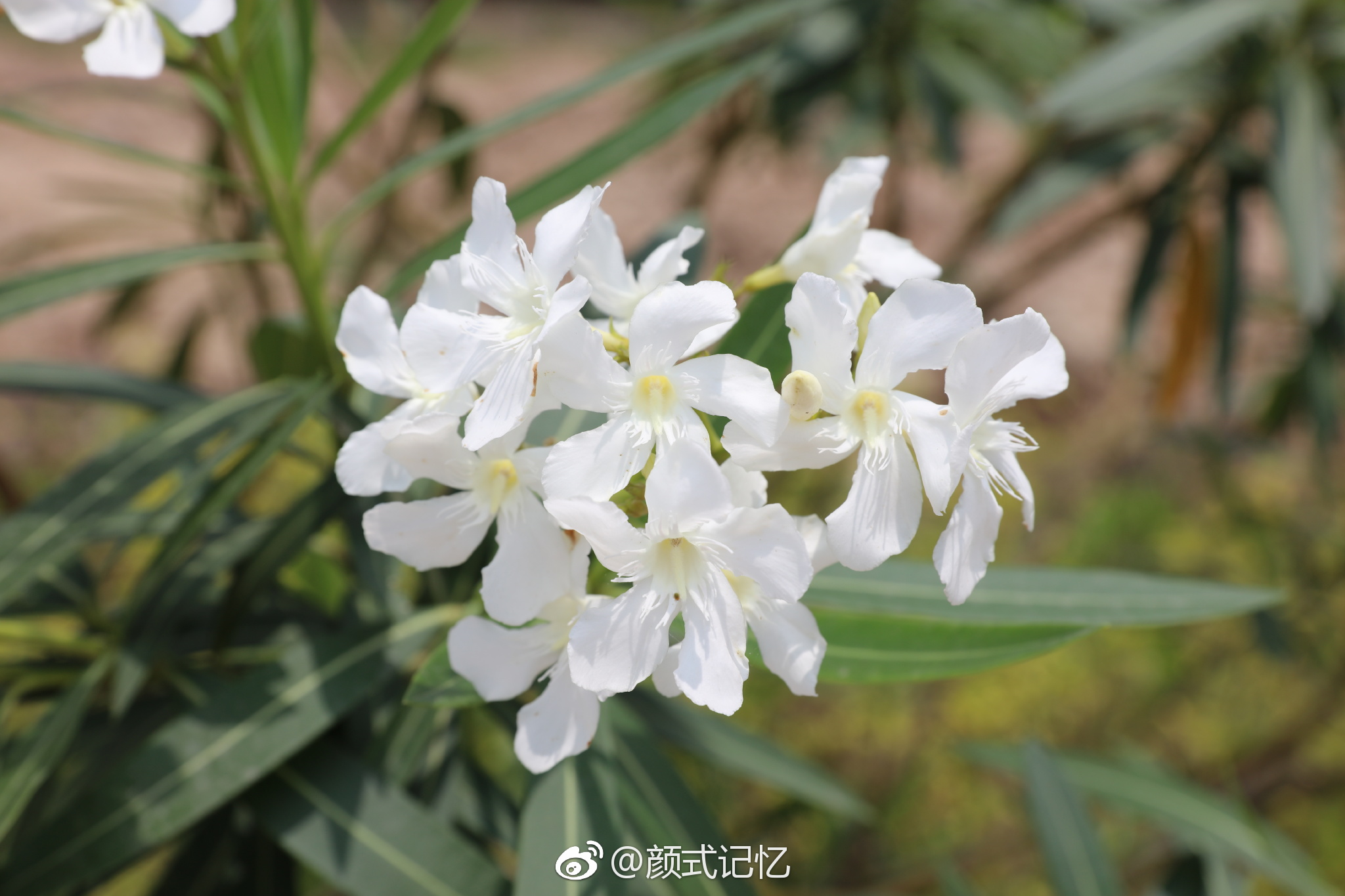 纯洁无瑕,真挚(爱)友情永恒不变一一(竹叶桃花,潇竹娇桃合体)白花
