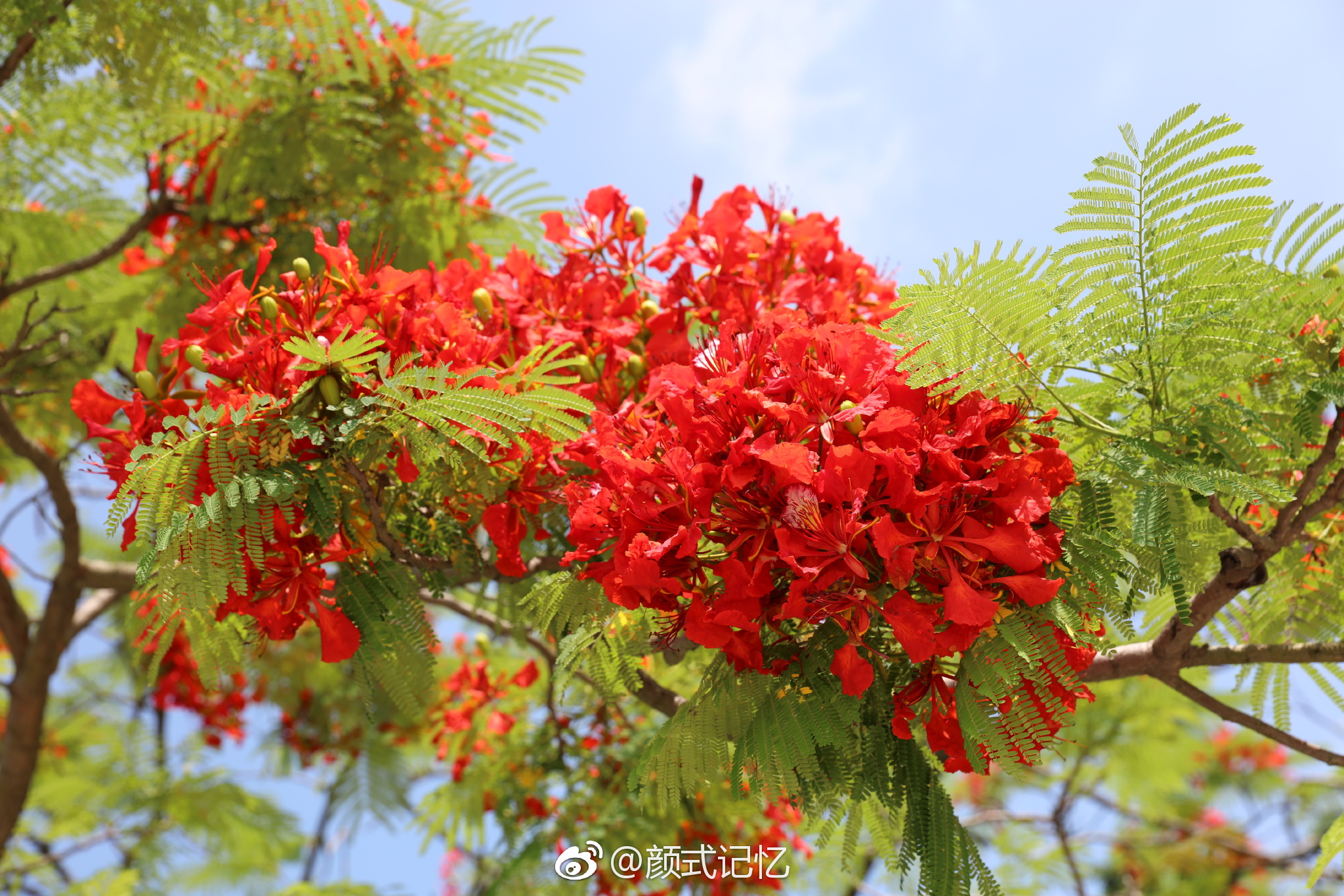火热青春,思念,离别一一凤凰花开