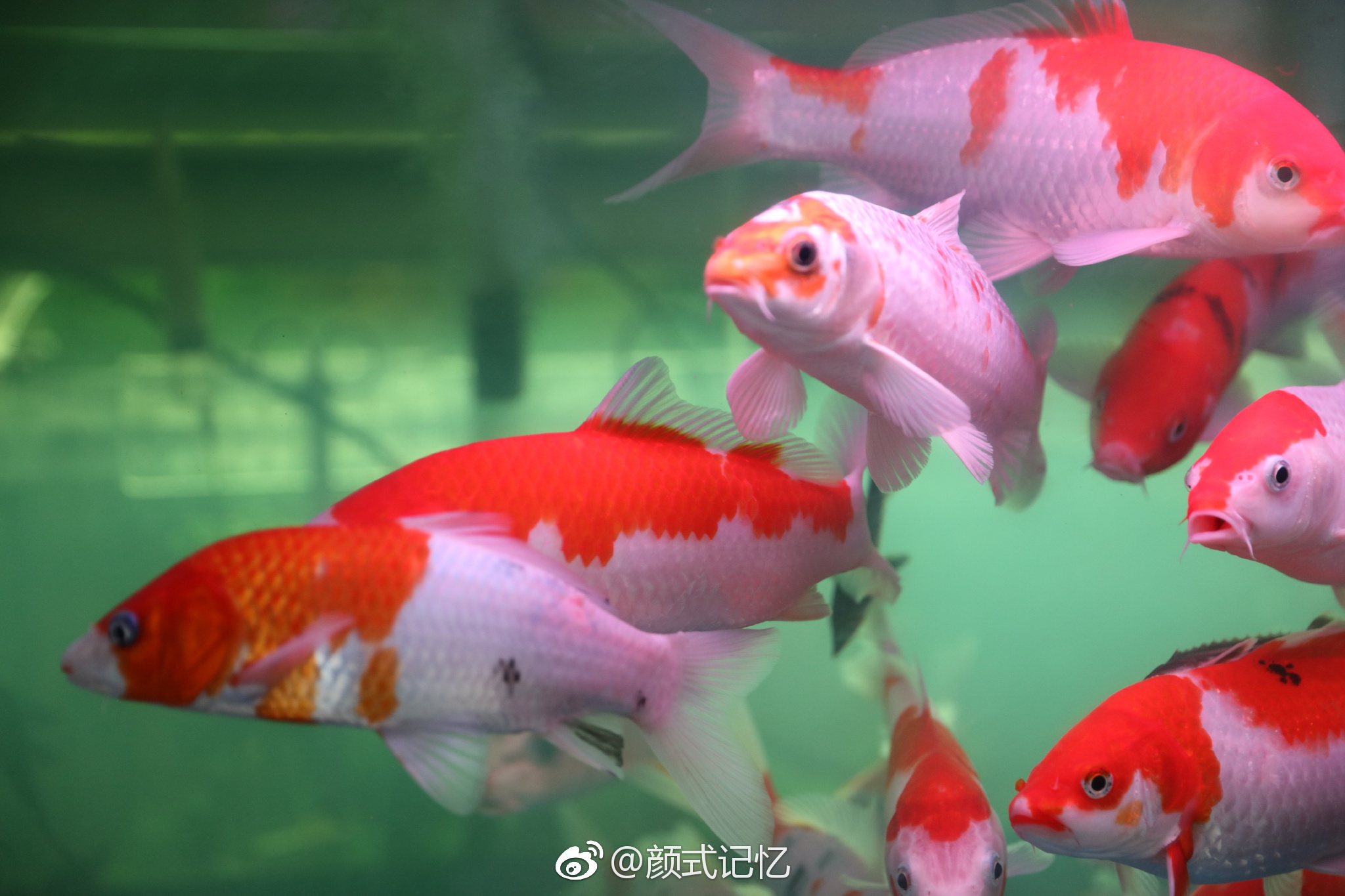 鸿运当头如鱼得水