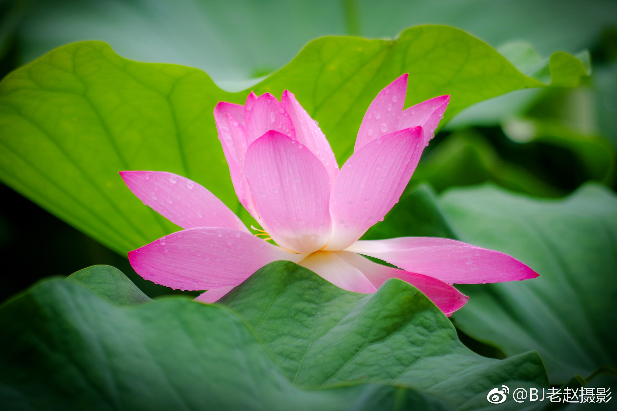 园明园的荷花只开了少数几朵.