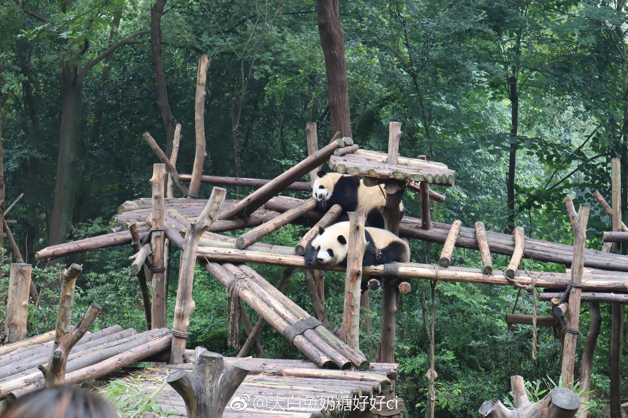 顶着小熊猫去看大熊猫 康哥昨天那一身咋跟竹林那么搭配_新浪看点