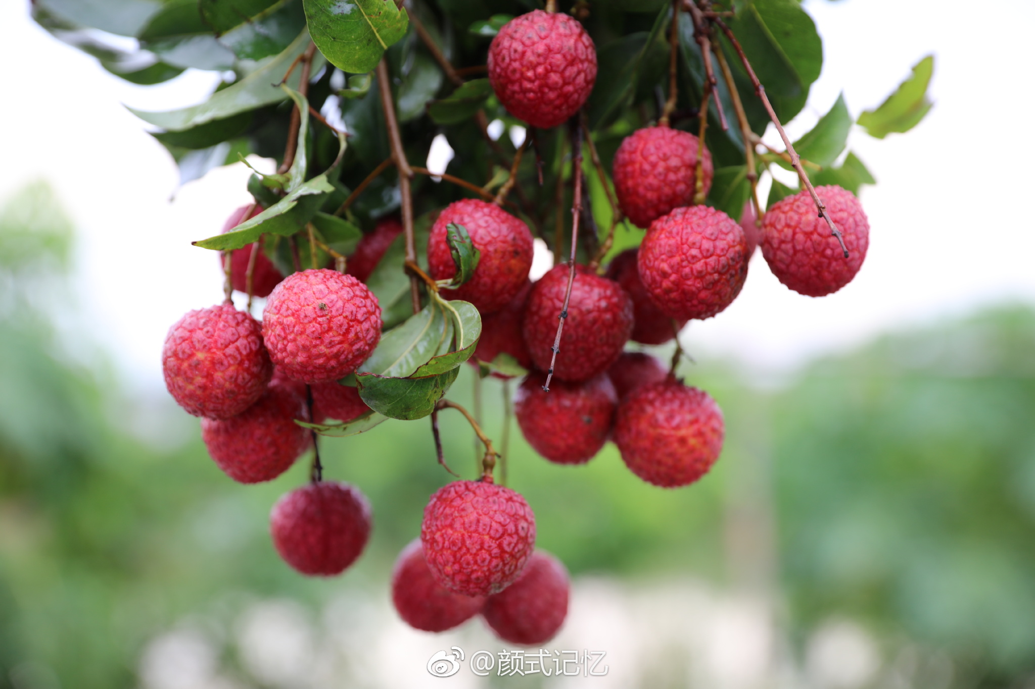 红荔飘香一一昨午拍于新会七堡开心果园