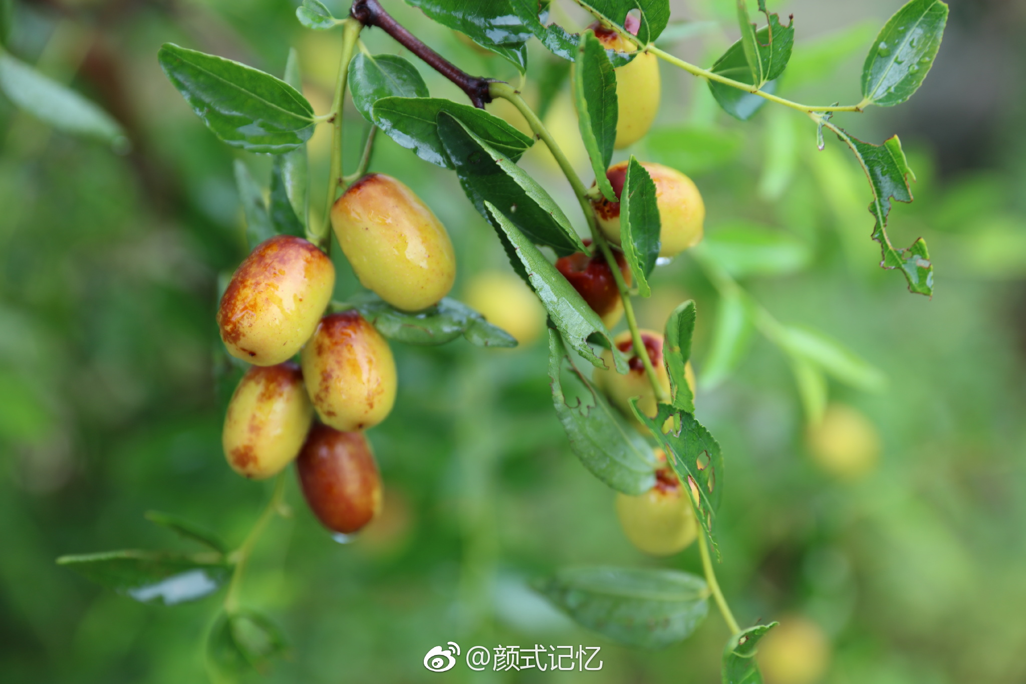 妙味宜天人色香绝凡俗一一枣子