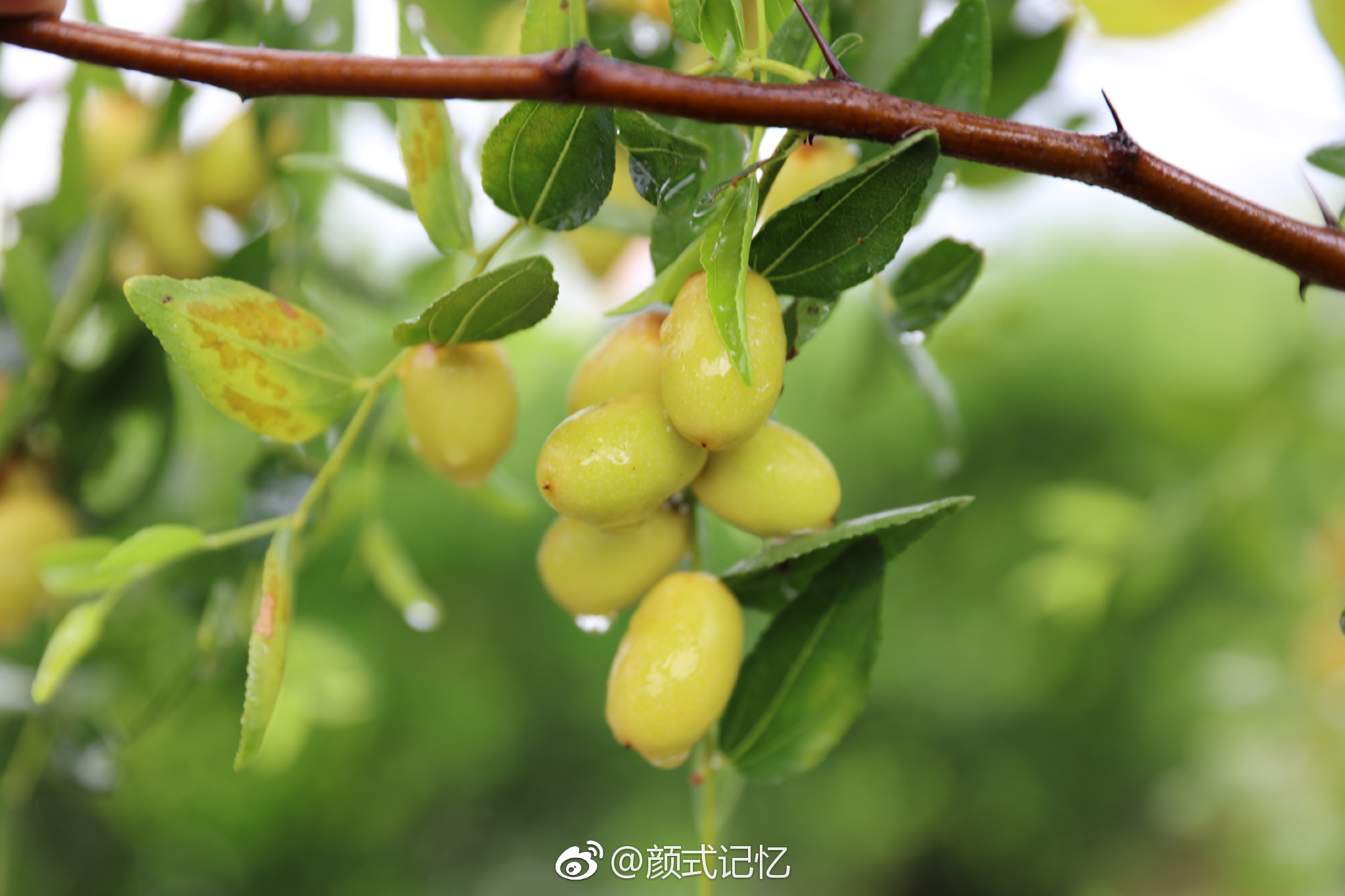 妙味宜天人，色香绝凡俗一一枣子