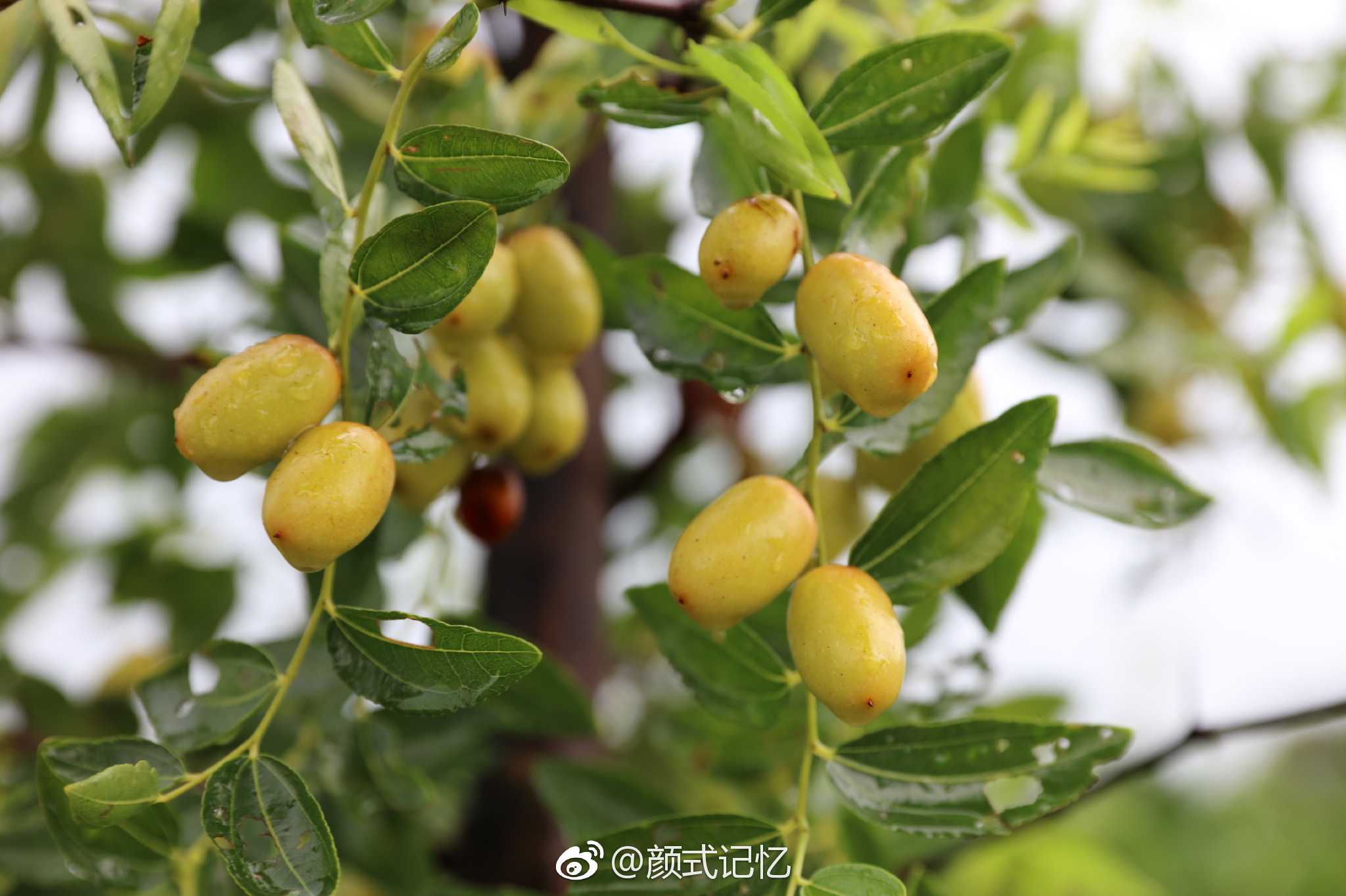 妙味宜天人色香绝凡俗一一枣子