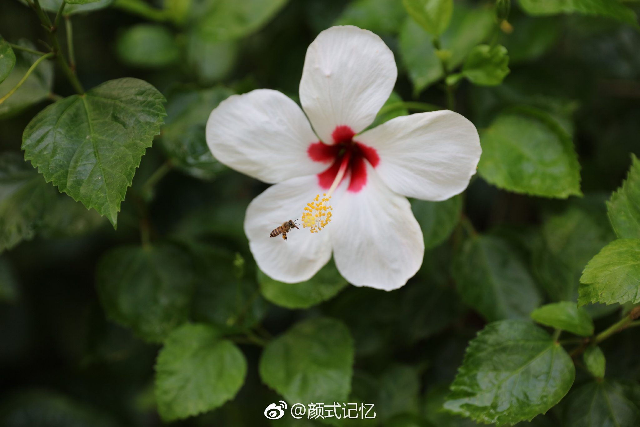 白色朱瑾花图片