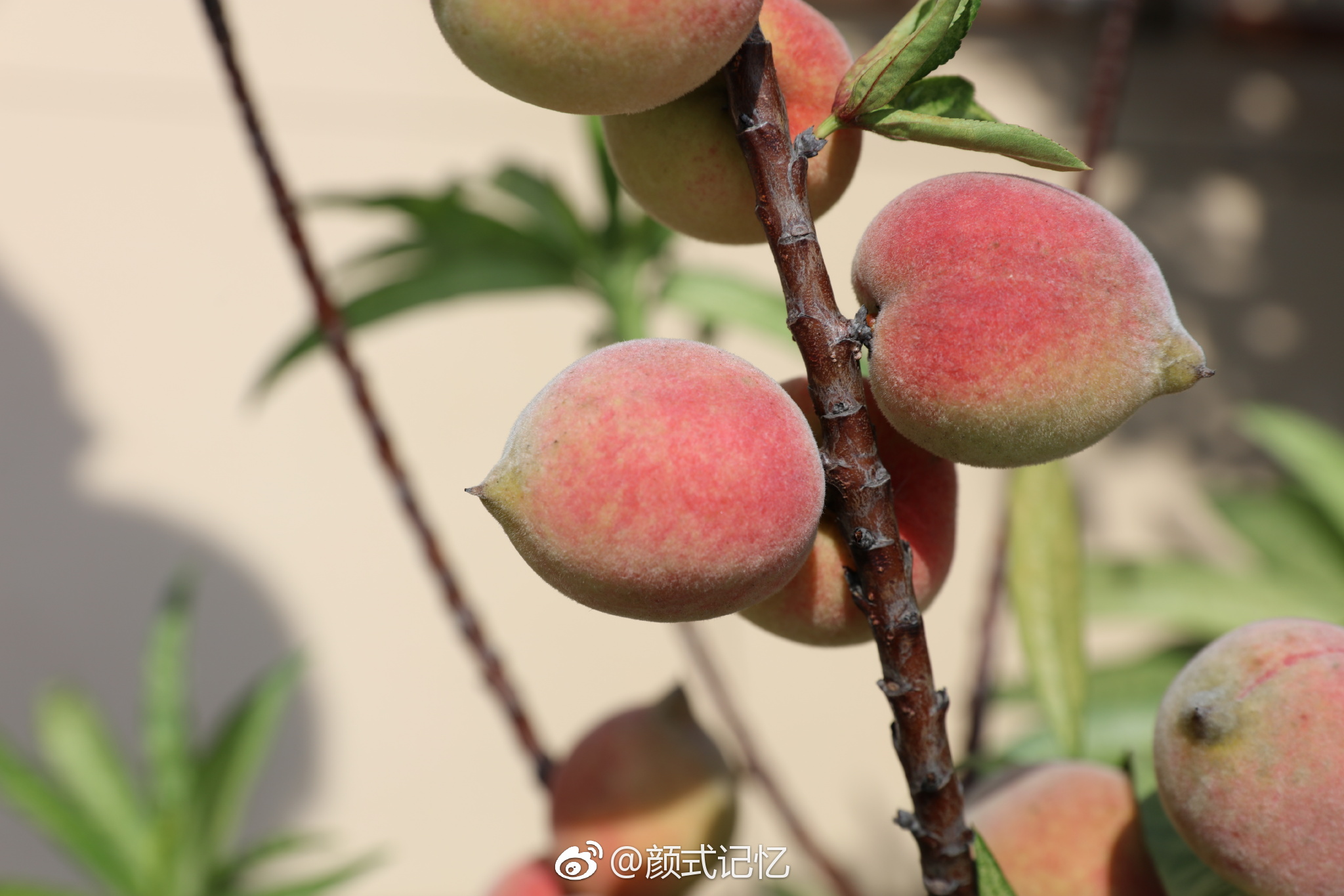 小桃真红啦一一桃花惹人爱美花开结果长大红熟