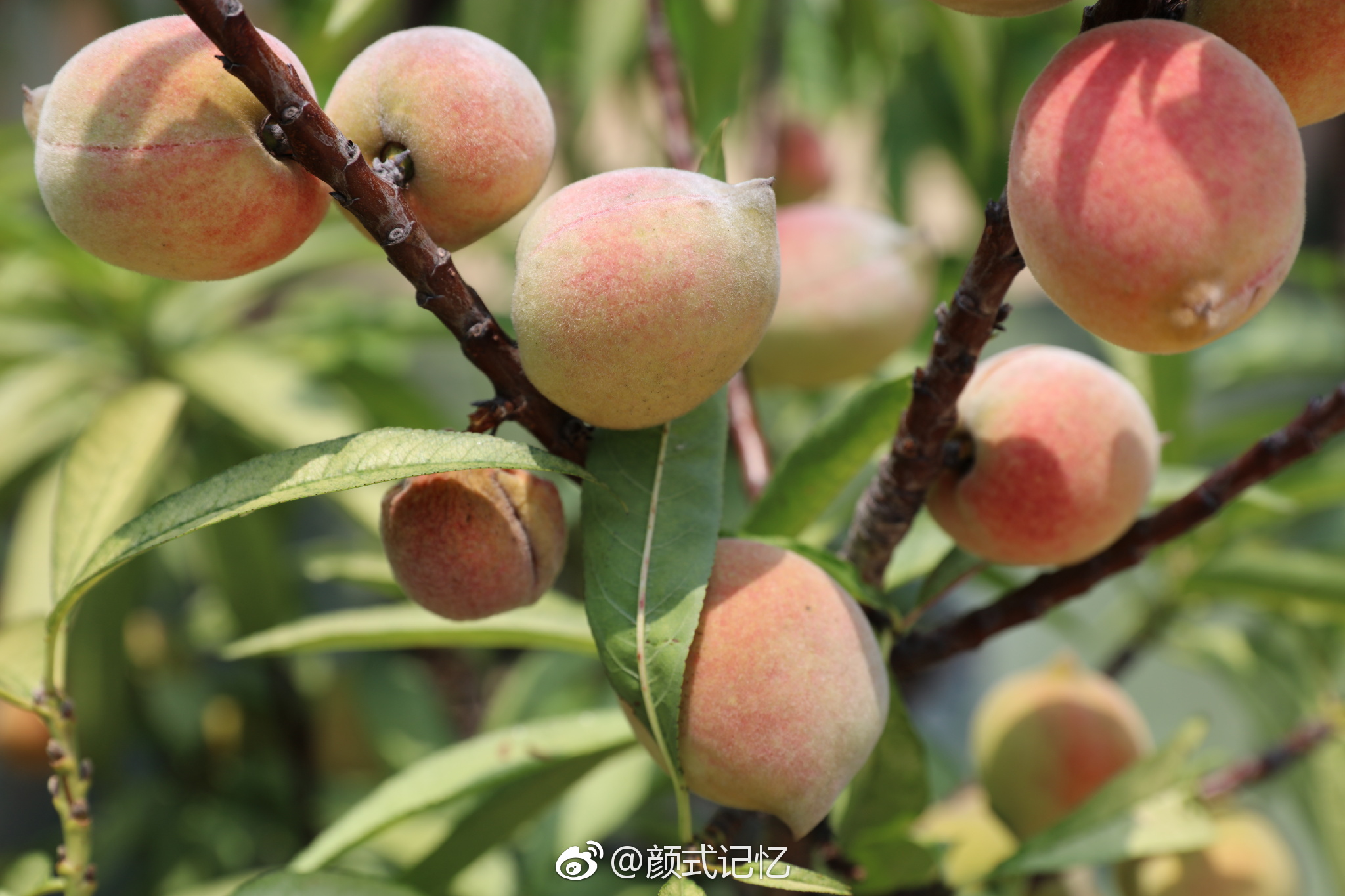 小桃真红啦一一桃花惹人爱美花开结果长大红熟