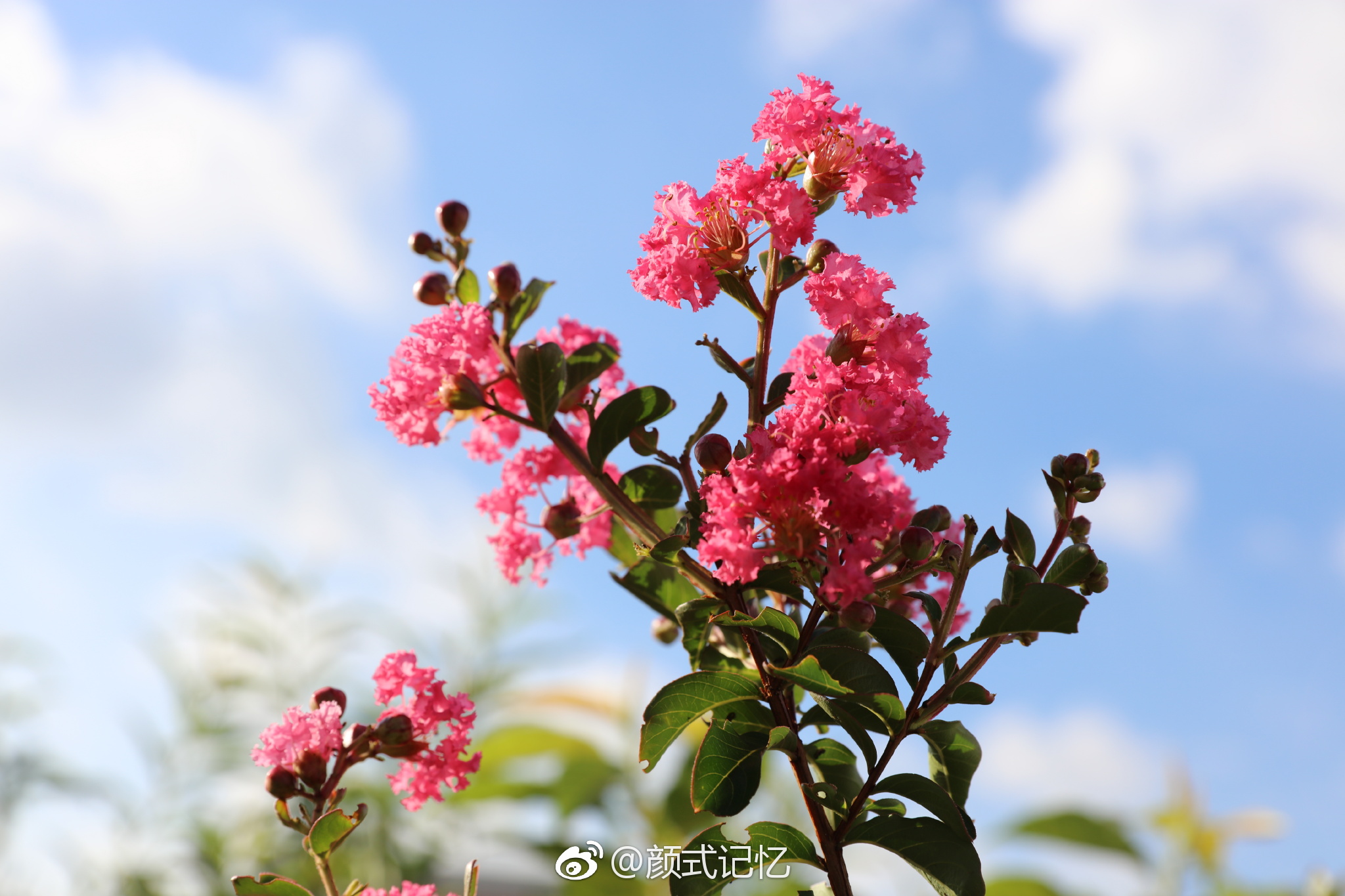 好运,女性,沉迷的爱一一紫薇花(紫金花).摄于自家露台.