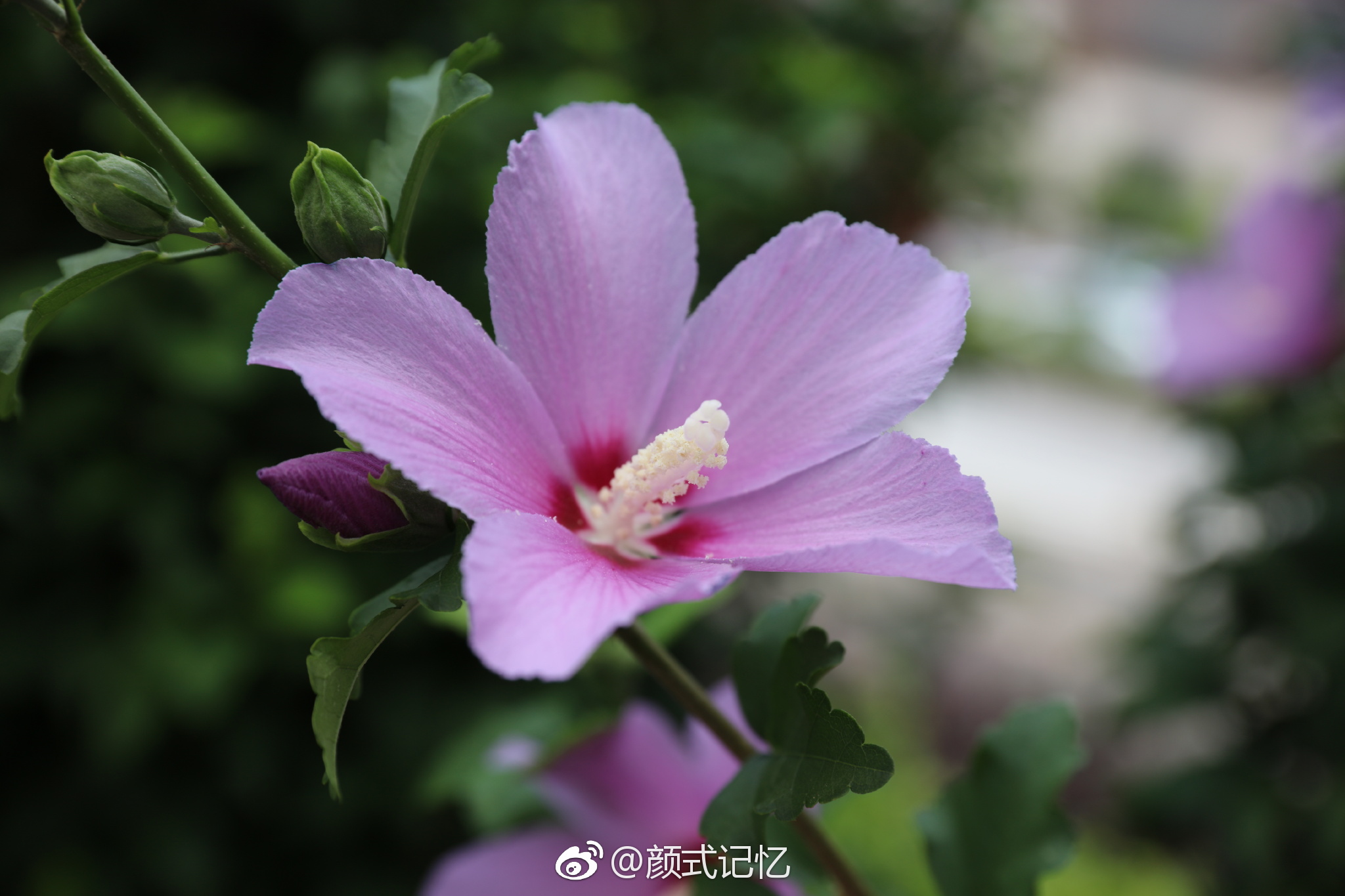 英英木槿花 振振蜉蝣羽 温柔的坚持 一一木槿花 无穷花 英英木槿花 振振蜉蝣羽 温柔的坚持 一一木槿花 无穷花