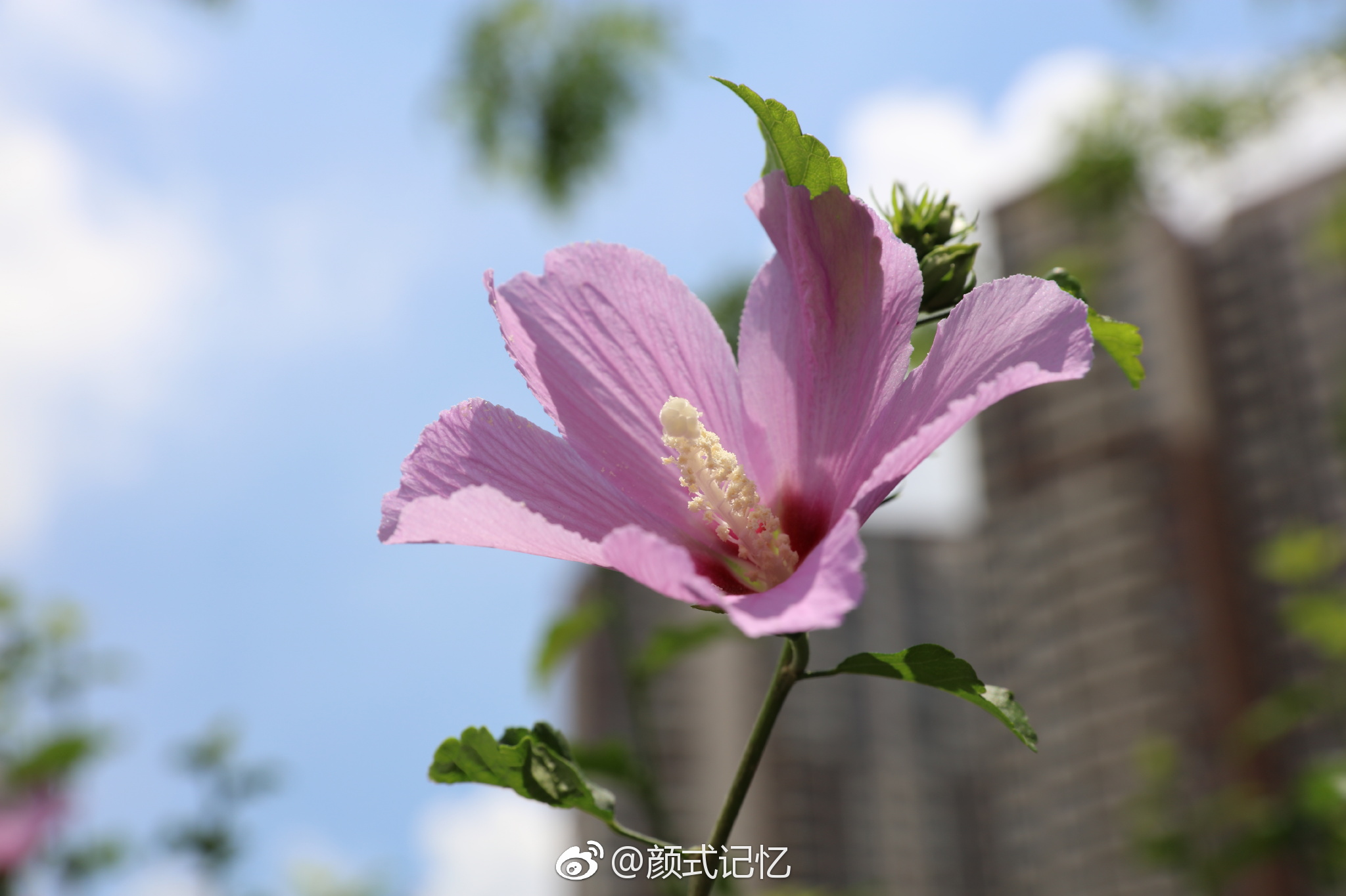 英英木槿花 振振蜉蝣羽 温柔的坚持 一一木槿花 无穷花 英英木槿花 振振蜉蝣羽 温柔的坚持 一一木槿花 无穷花
