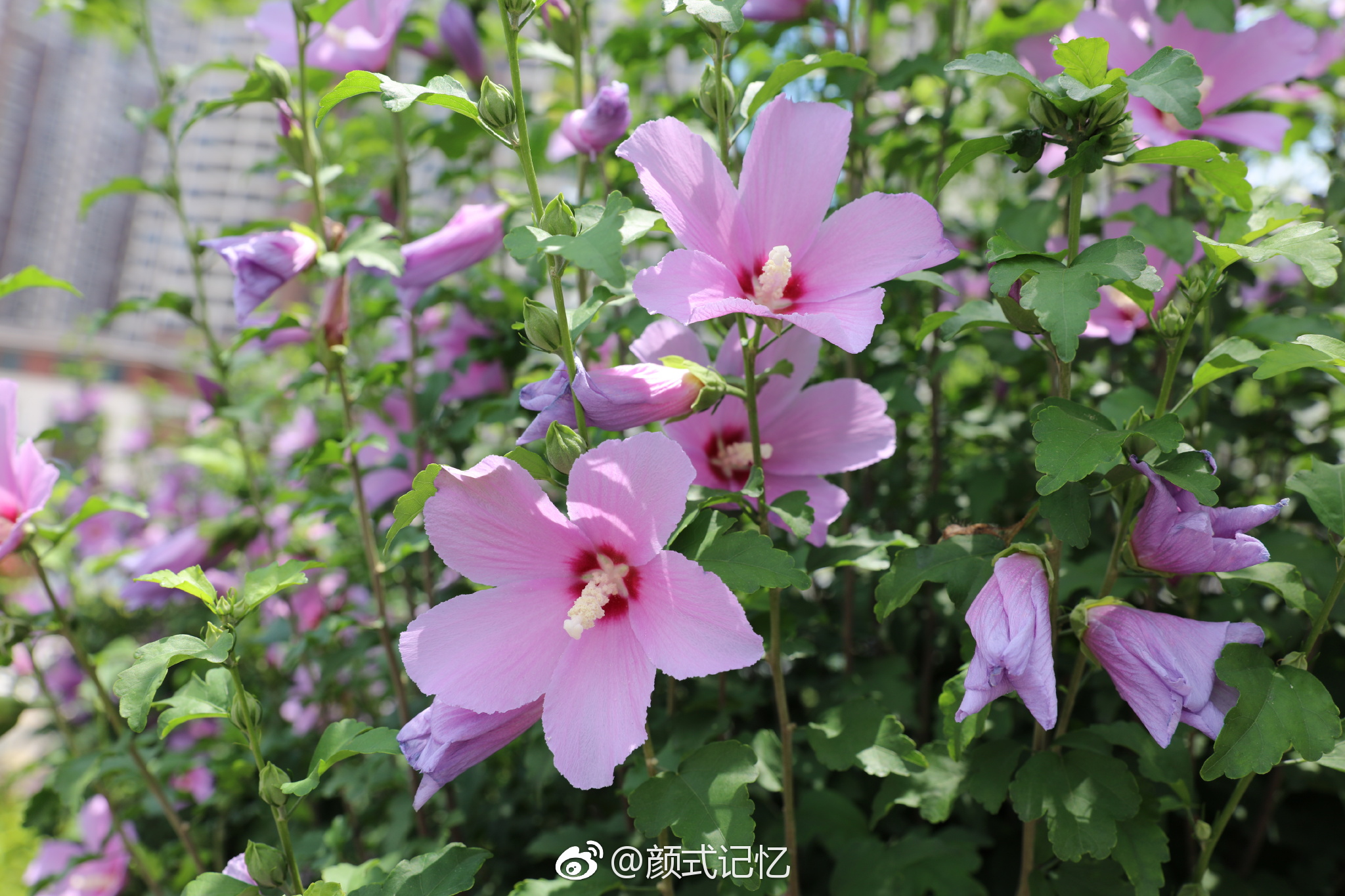 英英木槿花 振振蜉蝣羽 温柔的坚持 一一木槿花 无穷花