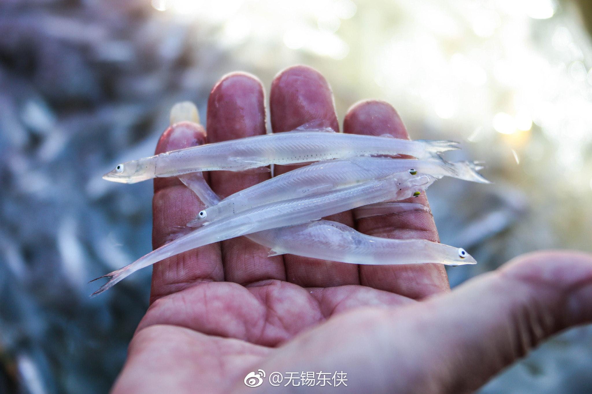 跟着江苏省非物质文化遗产太湖船菜—李阿大去太湖捕银鱼