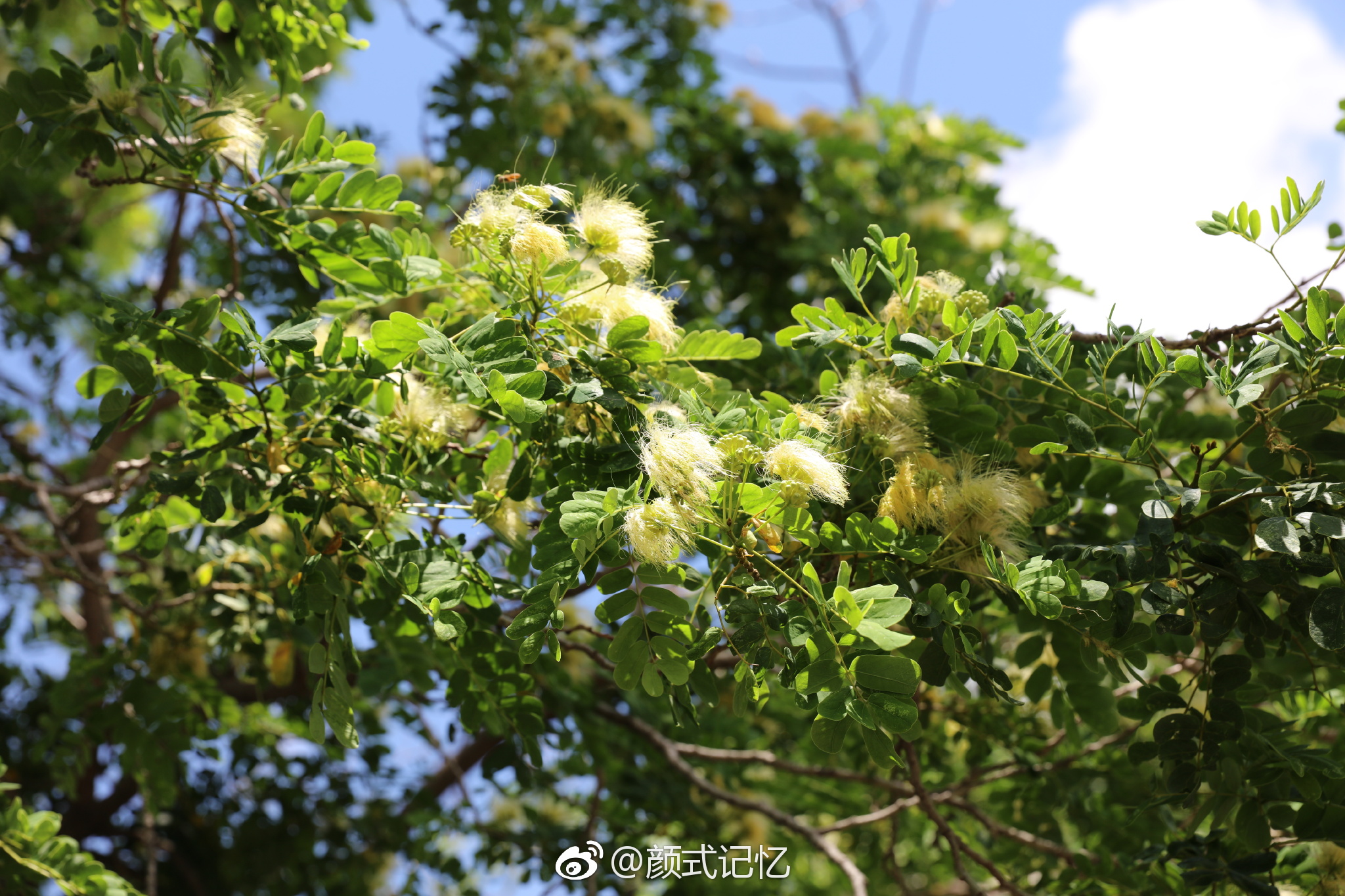 山槐树香港屯门河岸追鸟遇见好看拍了几张