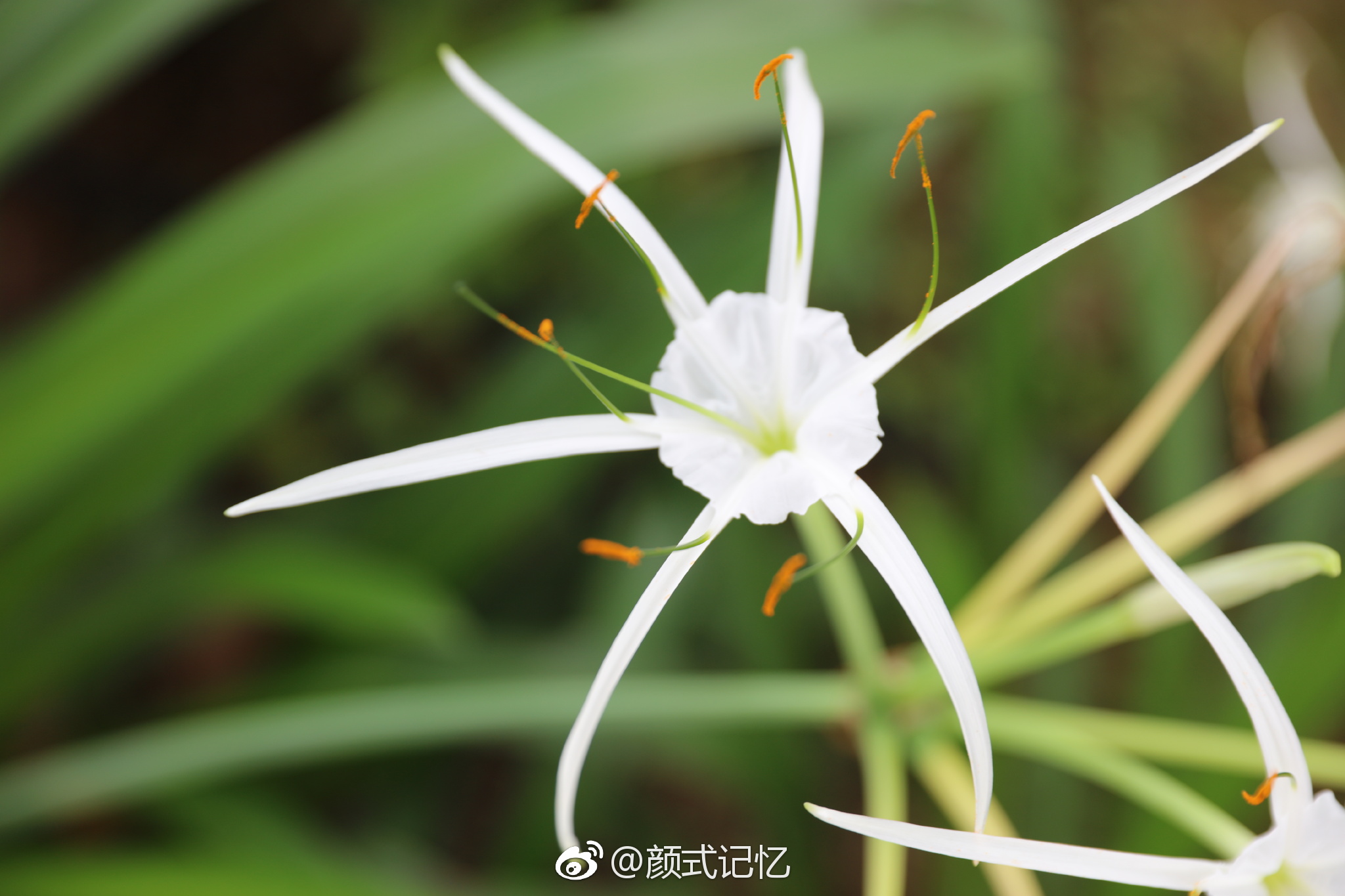 天生丽质一一蜘蛛兰花.(游香港拍摄于公园)