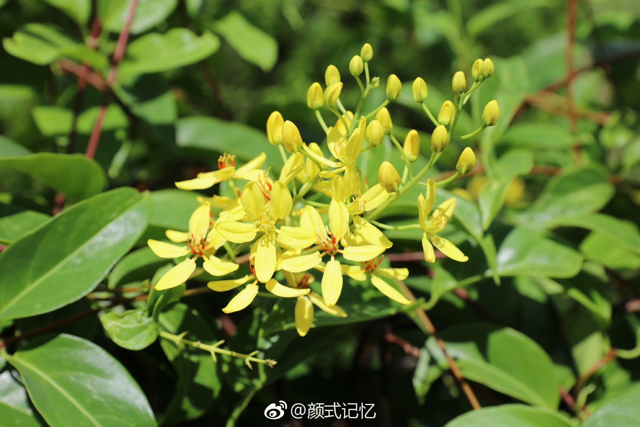 来自太平洋岛国的仙葩一一星果藤花.(游香港拍摄)