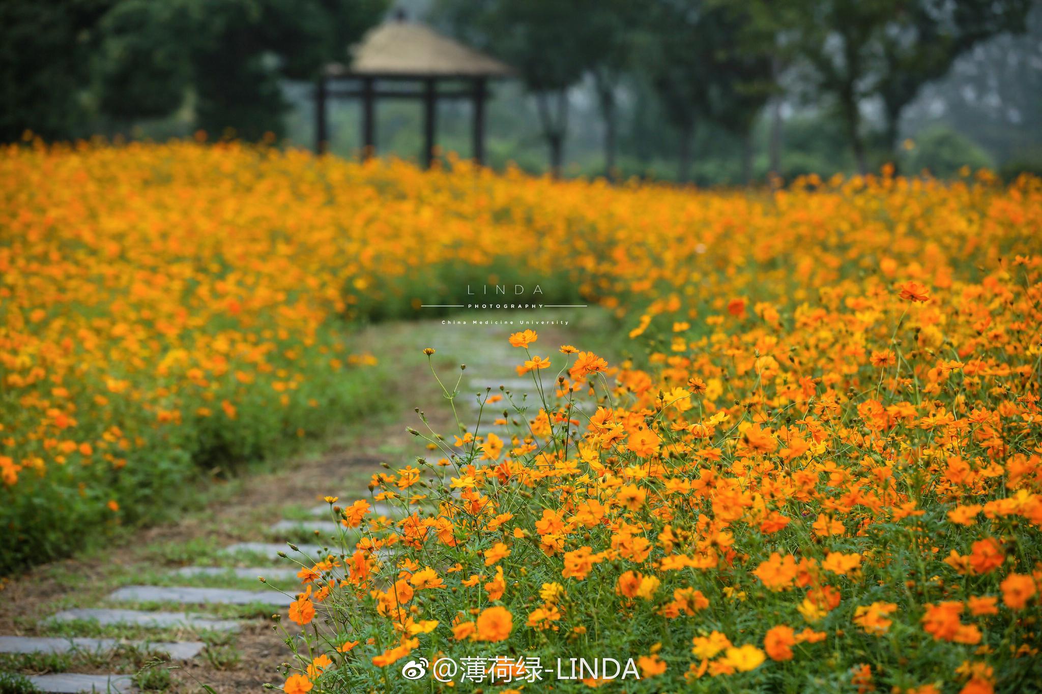 中医药大学黄色格桑花海已开好 就等你来 中医药大学黄色格桑花海已开好 就等你来