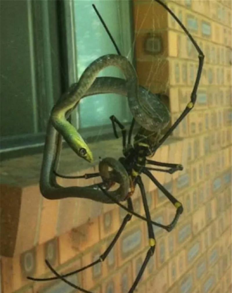 直击: 在这里不讲钱不看脸, 最要紧是有双洞察危险的眼|鳄鱼|蜘蛛