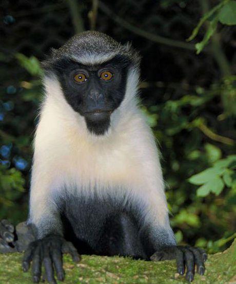 一般猴子的尾巴长度在25-40厘米之间,而世界上尾巴最长的猴子---狄