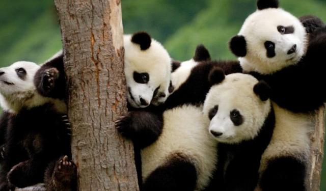 为何全球唯一拥有大熊猫的是中国?这个地方太神奇,你可能不信