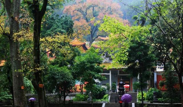 桂平西山(思灵山)林秀,被誉为"绿色的金子"